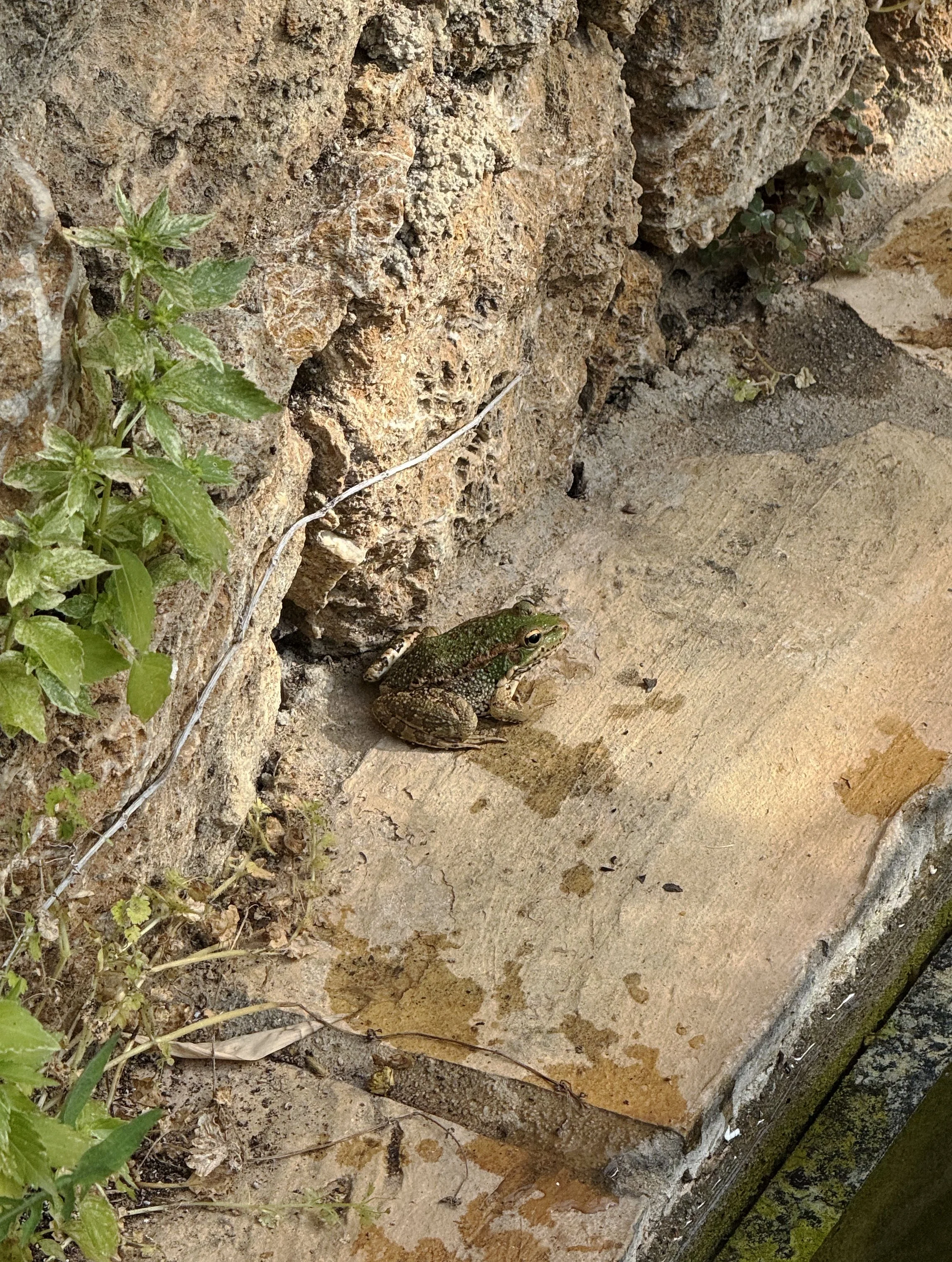 frog3.jpg