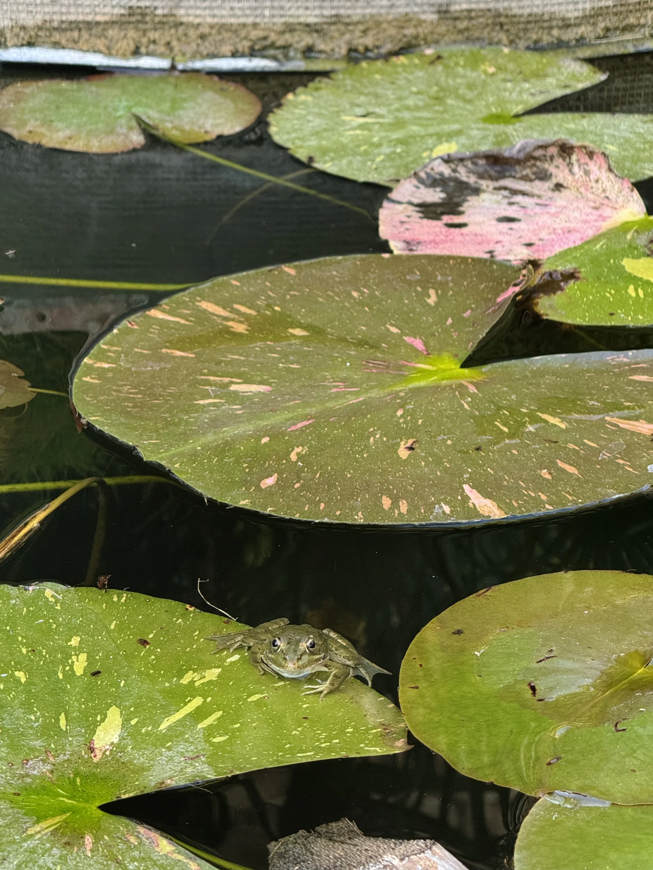 frog1.jpg
