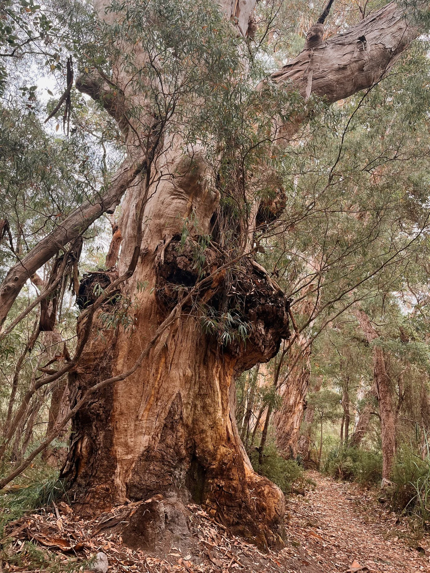 In the recent days or weeks when certainty and hope feel in short supply, may we remember that even split and thickened, this tree still holds its ground. Spotted on our walk, reminding us why we love Denmark 🤎