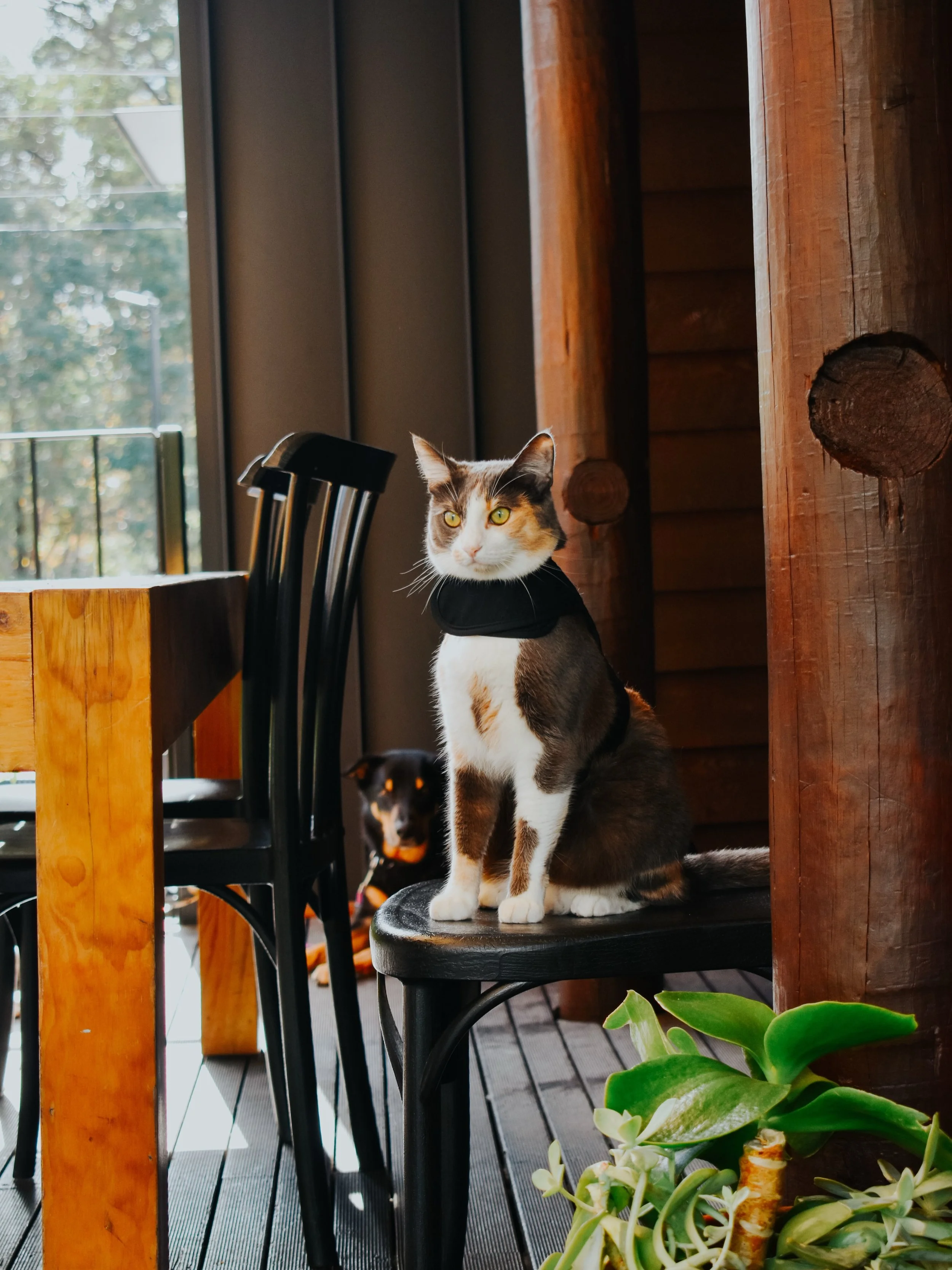 When dogs are allowed at Mrs Jones but you&rsquo;re a cat with a plan. 🐾 🐈&zwj;⬛ 

Your furry friends are welcome here, on a lead and on the main entry deck or lawn. See you soon!
