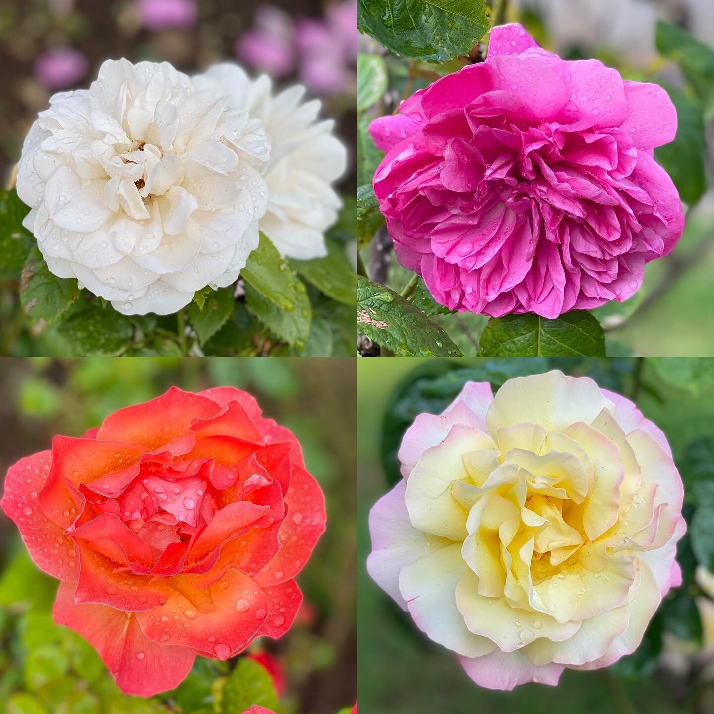 After the lovely spell of hot weather, our roses are producing some beautiful blooms. #roses #garden #gardening #scottishsummer #homegarden #homegardening #home #summer #wondersofnature #nature