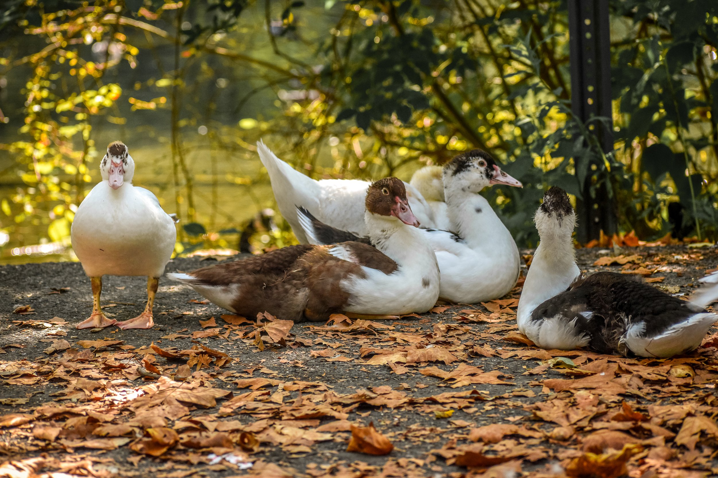 duck by creek.jpg