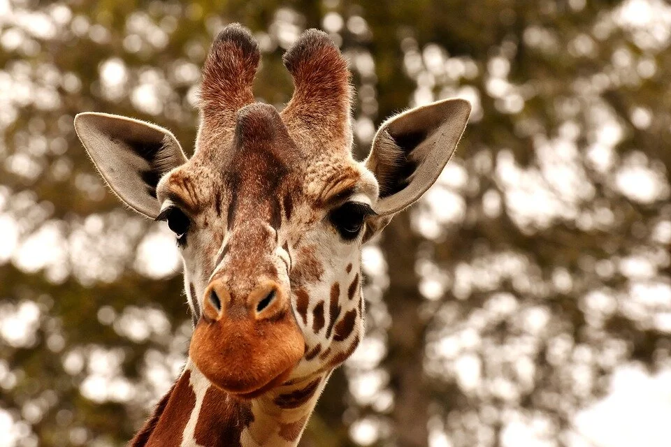 giraffe-3344366_960_720.jpg