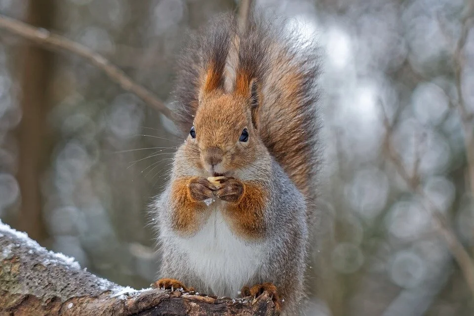 squirrel-4998586_960_720.jpg