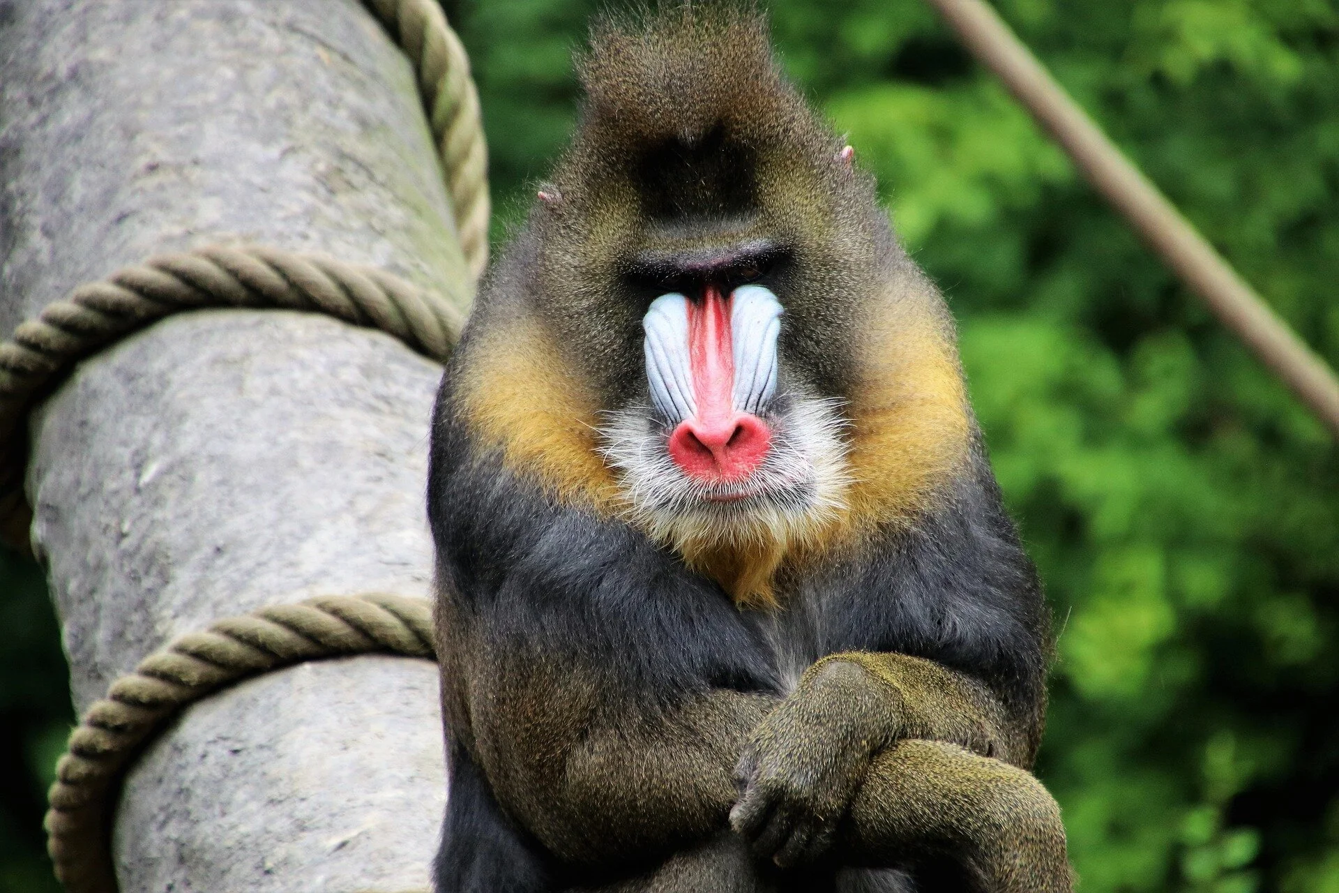 baboon-3657030_1920.jpg