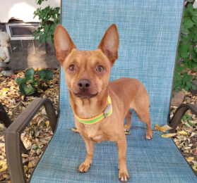 Adoption Event with Twin Cities Pet Rescue