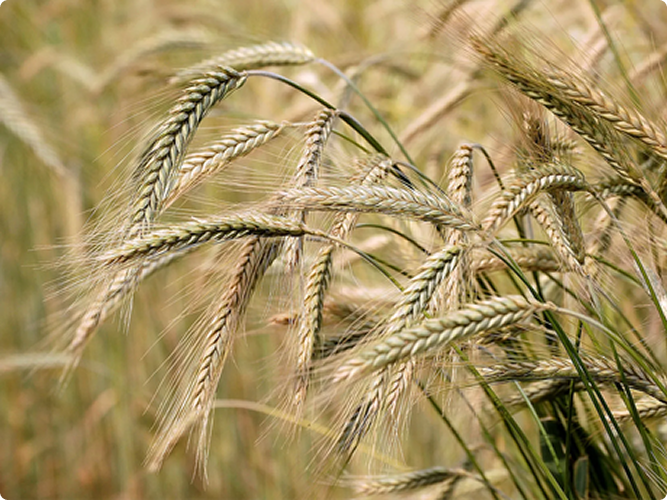 Minnesota Barley growing in the great plains