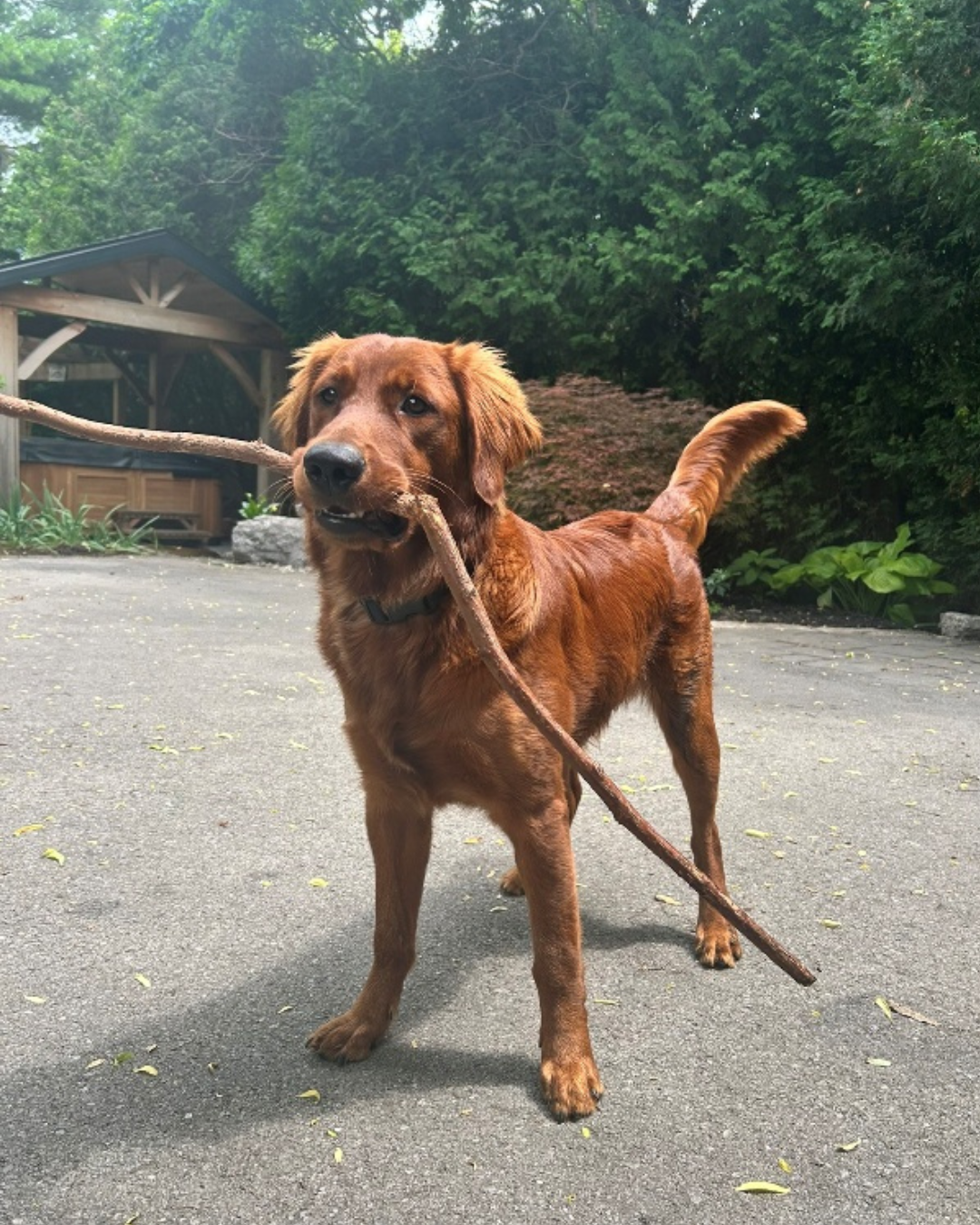 Dog with a large stick in it's mouth.