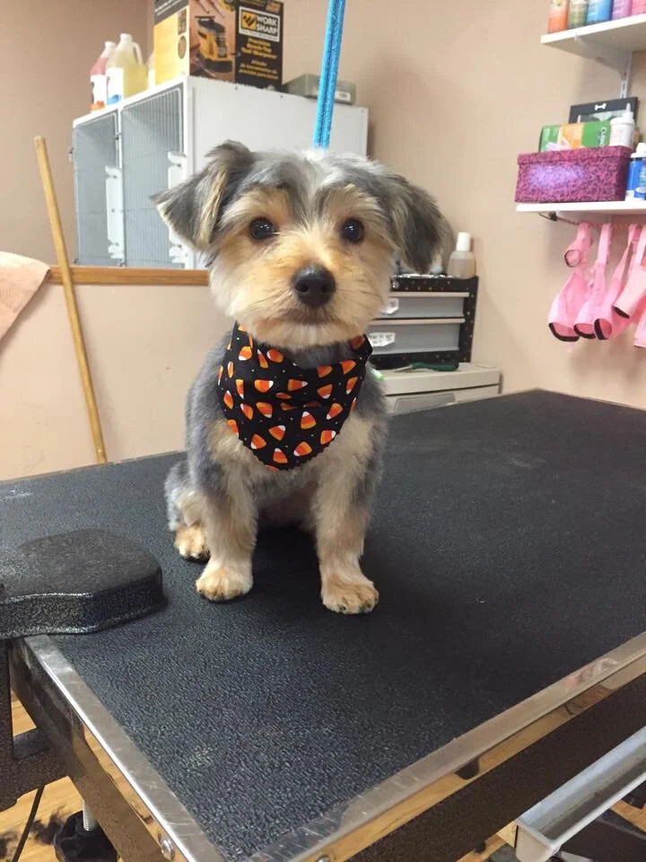 Sit and Stay Pet Resort