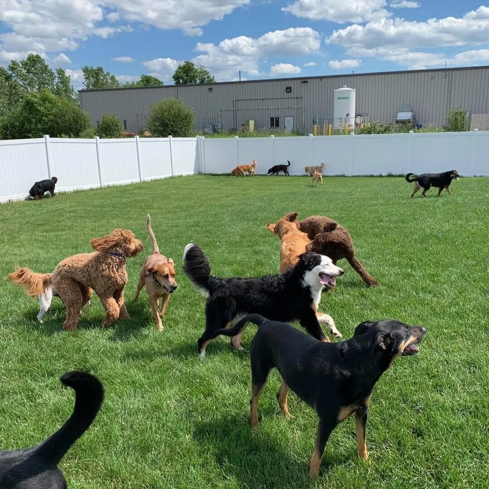 Boarding — Sit and Stay Pet Resort