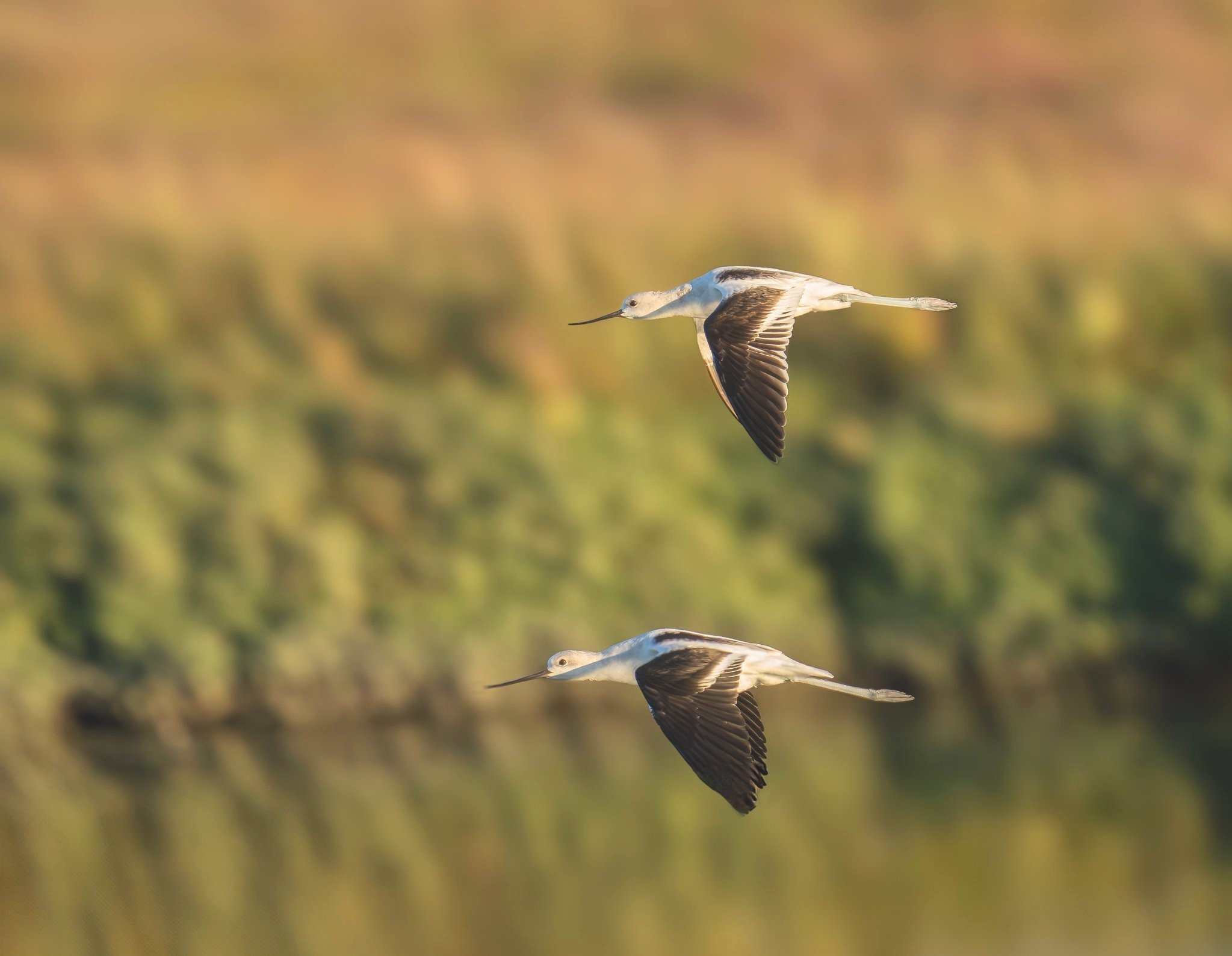 greater+yellowlegs.jpg