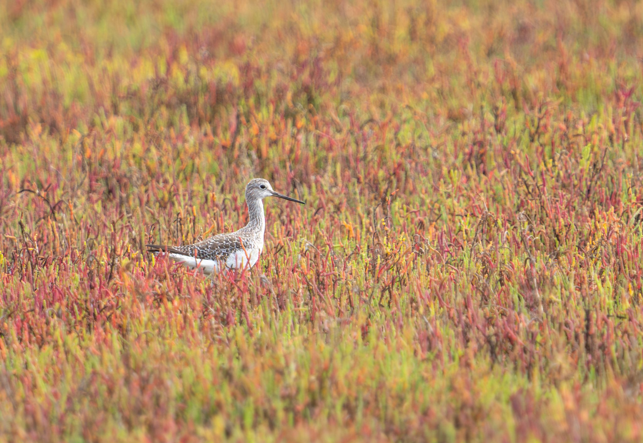 greater yellowlegs-16.jpg