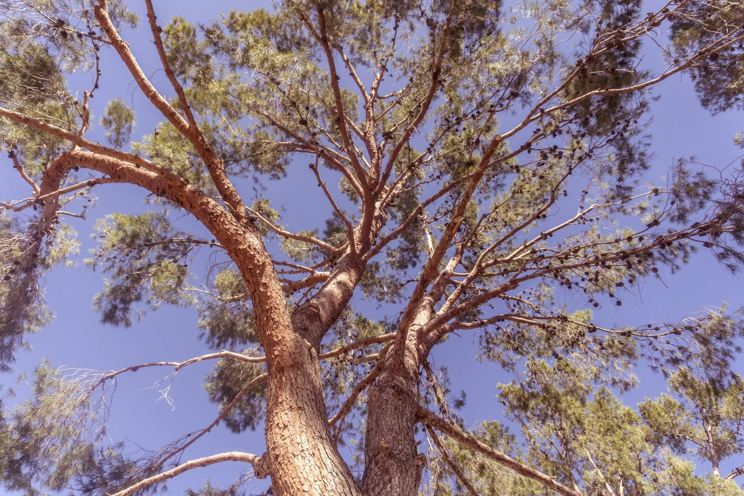 Looking up at a tall tree