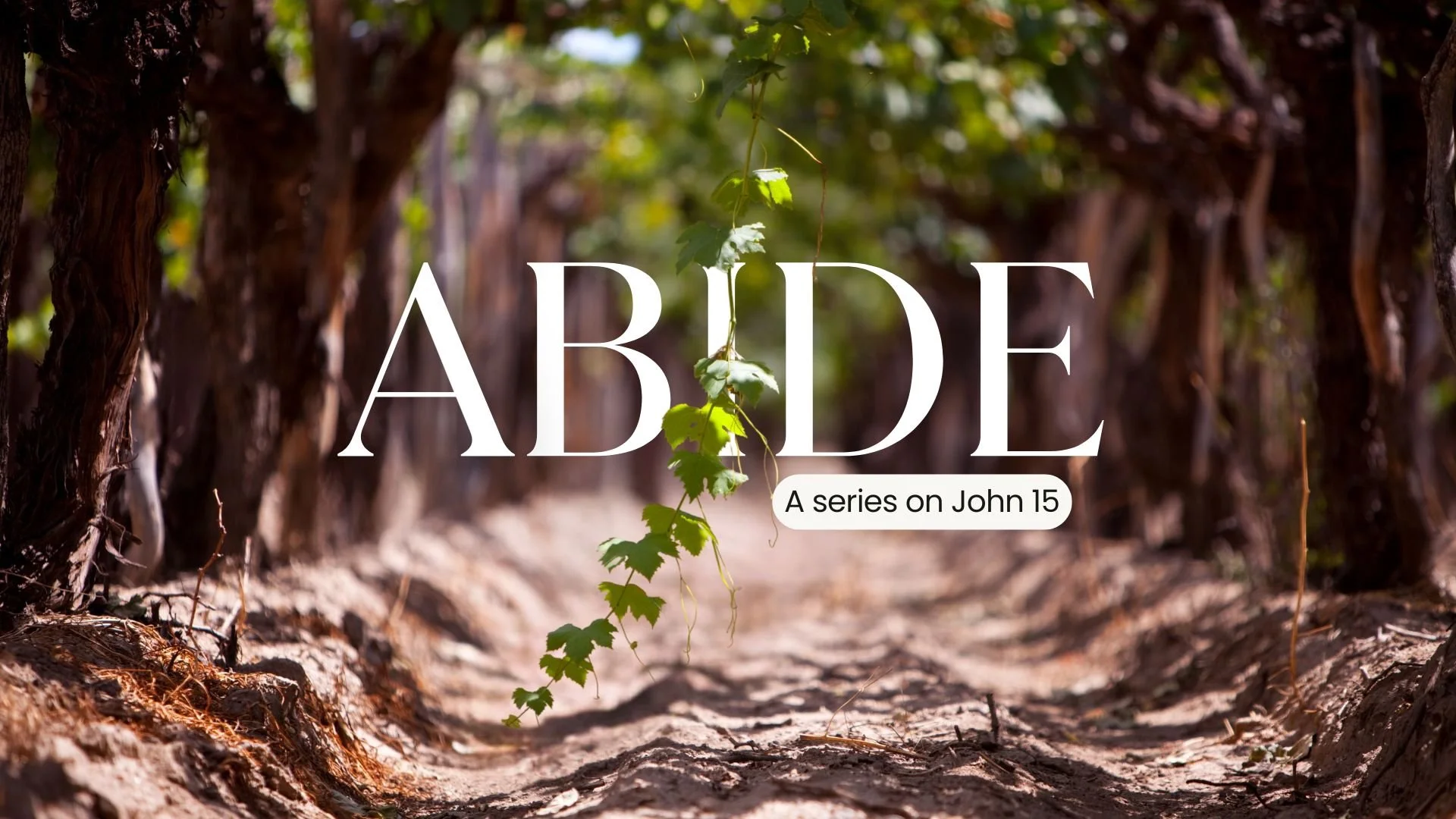 Abide