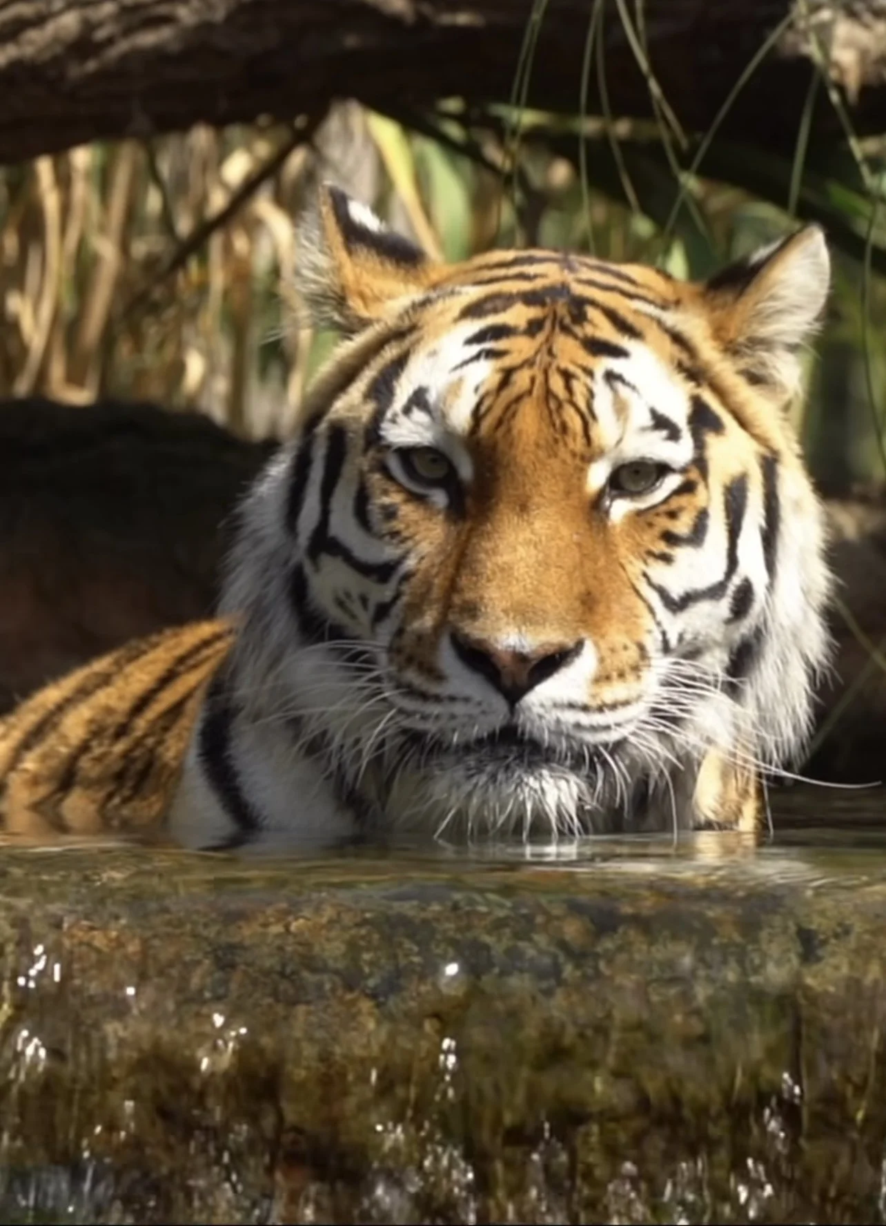 Paradise wildlife park