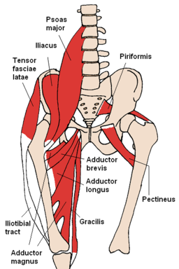 Anterior pelvic tilt erectile dysfunction