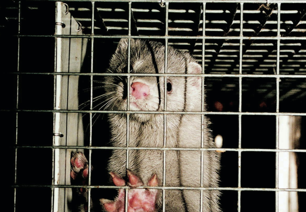 Animal cruelty in the Fashion Industry