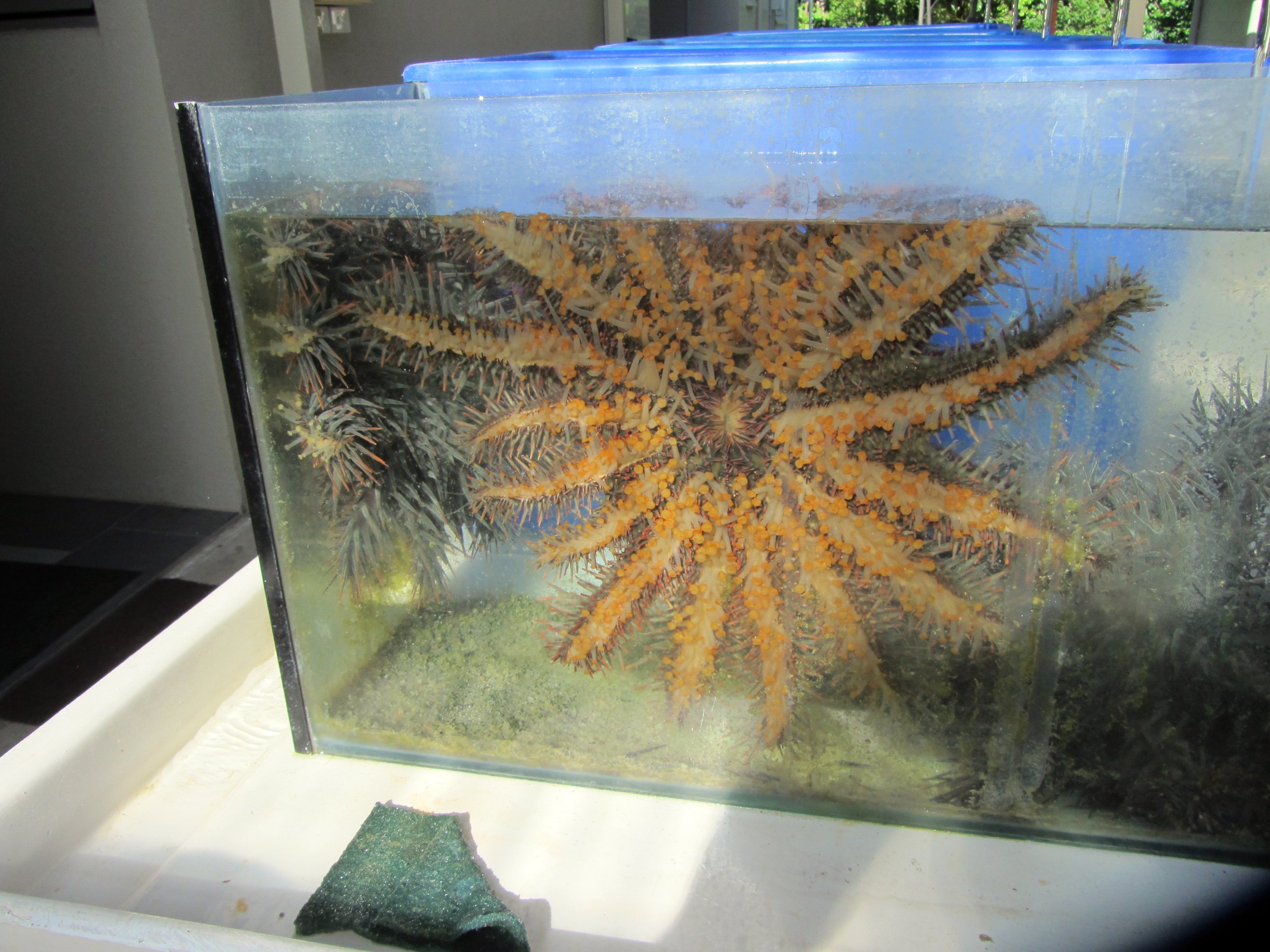 Corwn of Thorns Starfish in the aquarium IMG_0415.JPG