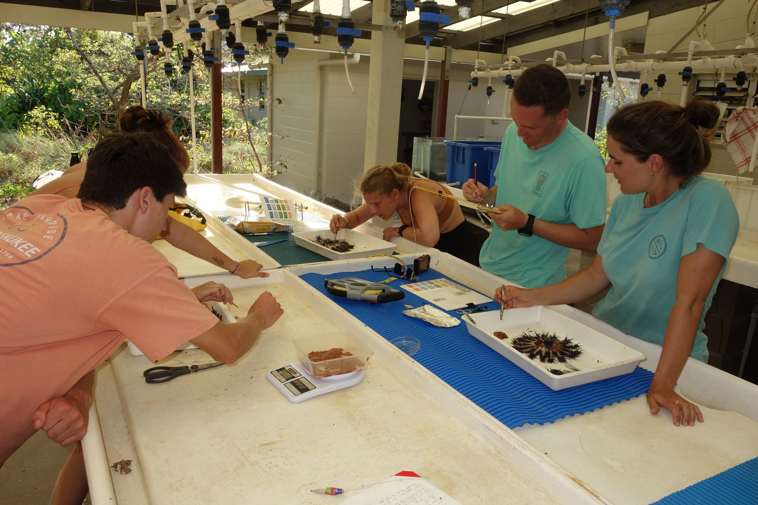  Crown-of-Thorns Starfish research in the aquarium at LIRS.  