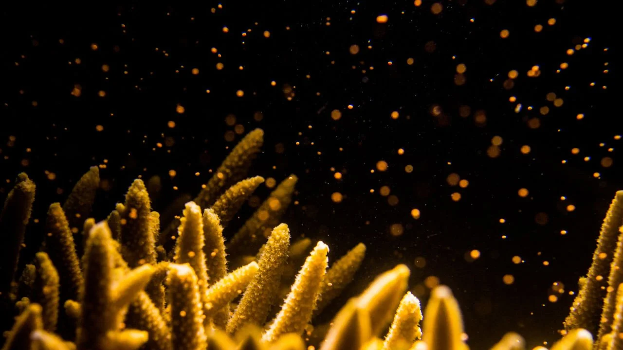 coral-spawning-on-the-great-barrier-reef.jpg