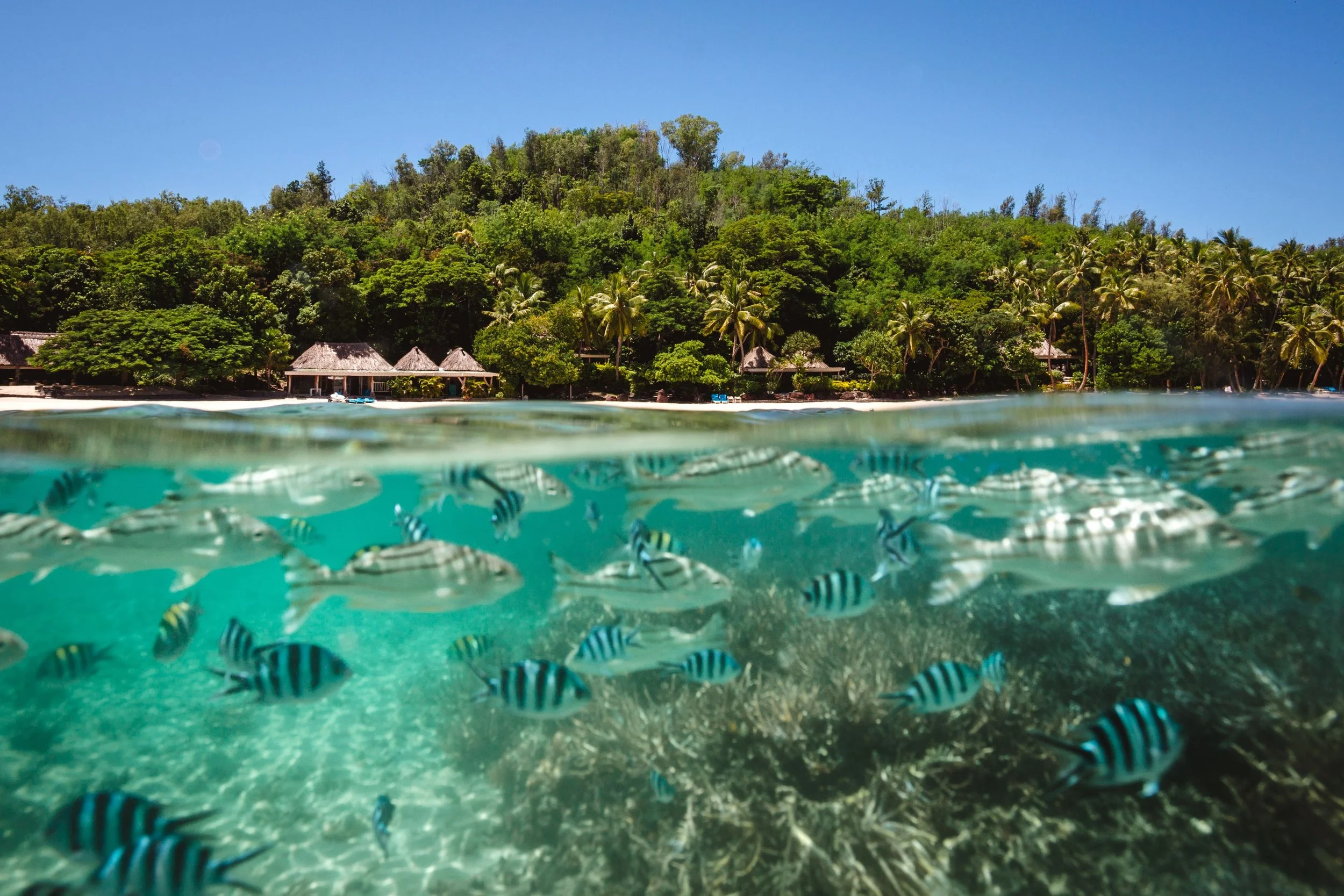 Snorkeling from Main Beach - Turtle Island.jpeg