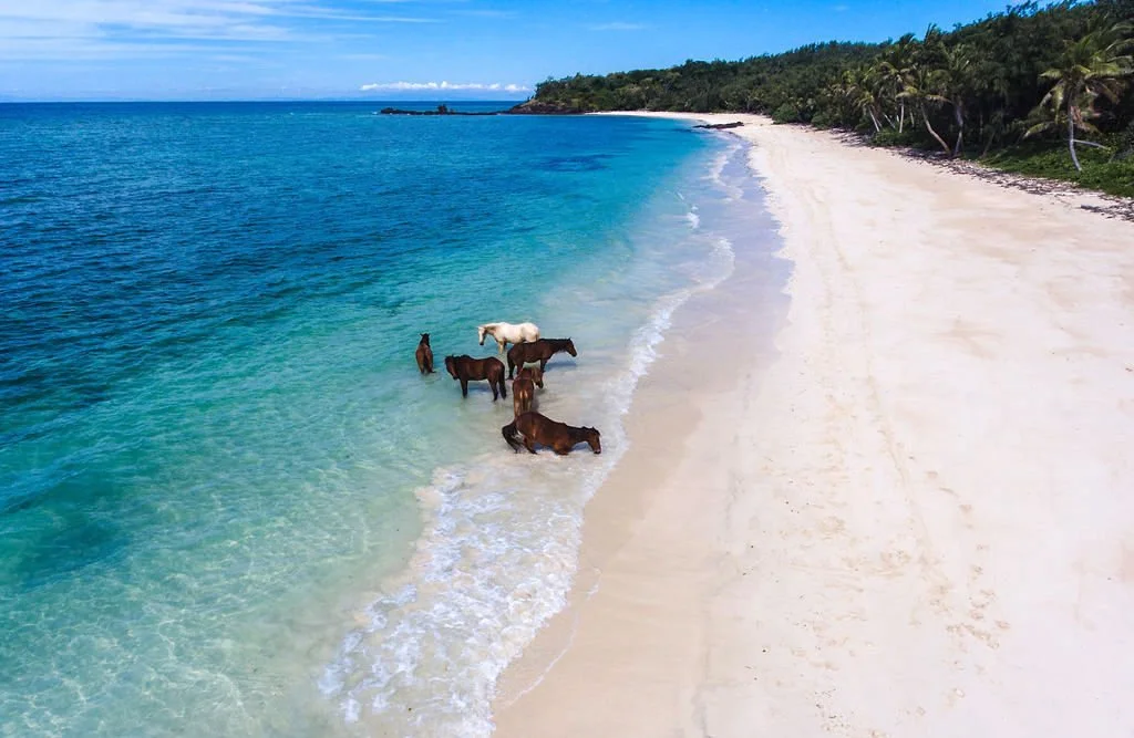 6-Turtle Island Fji-Horses on private beach.jpg