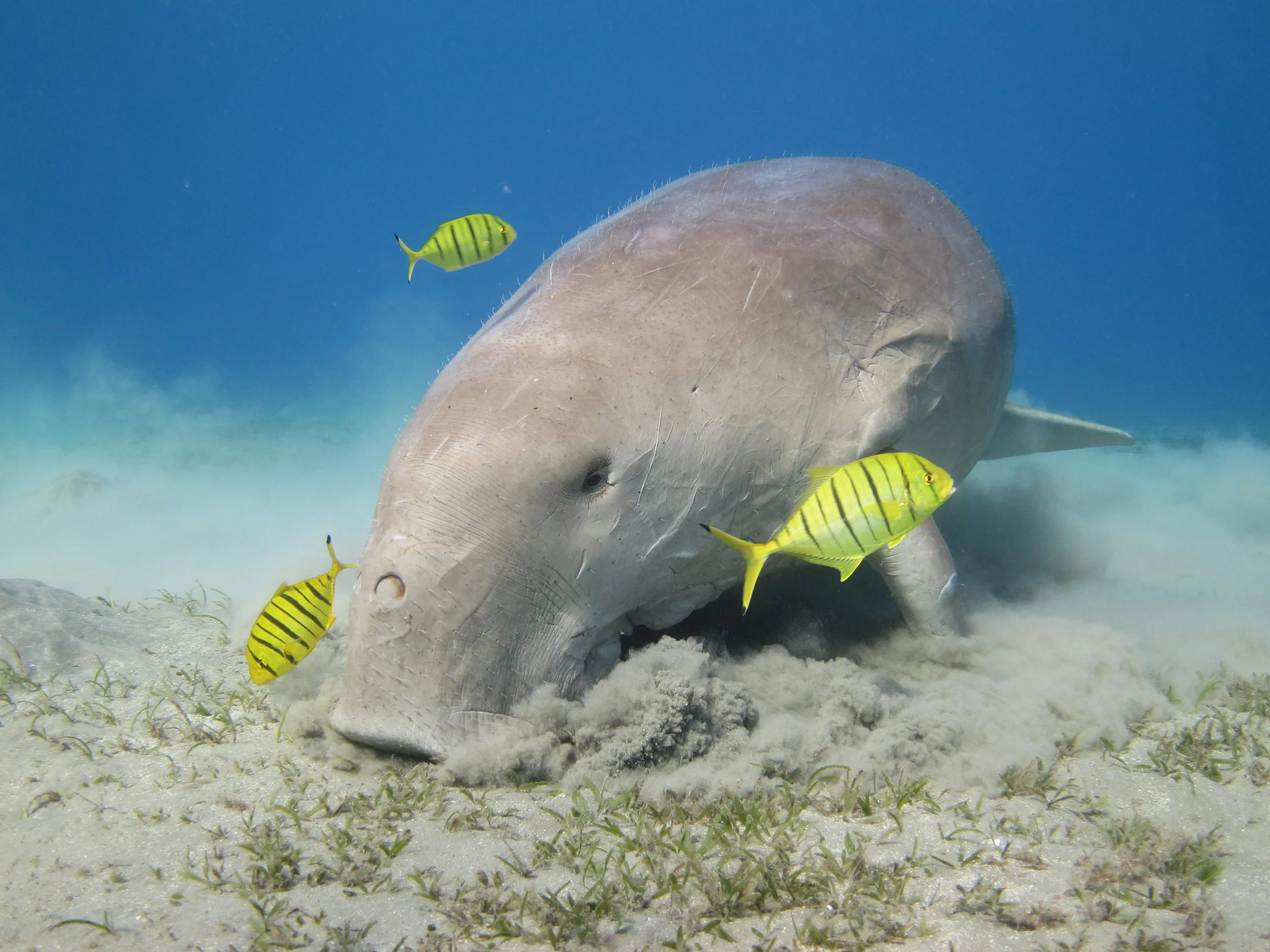 00000022 Dugong feeding (Credit Nil).jpg