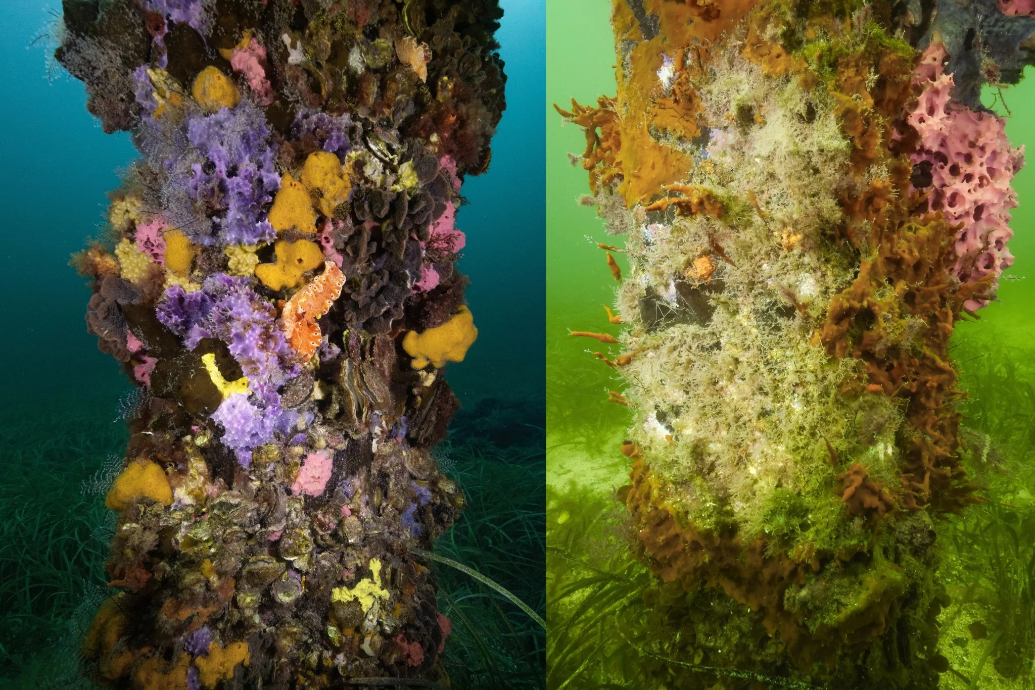 SA algal bloom comparison_Dec vs April_GSRF.jpg