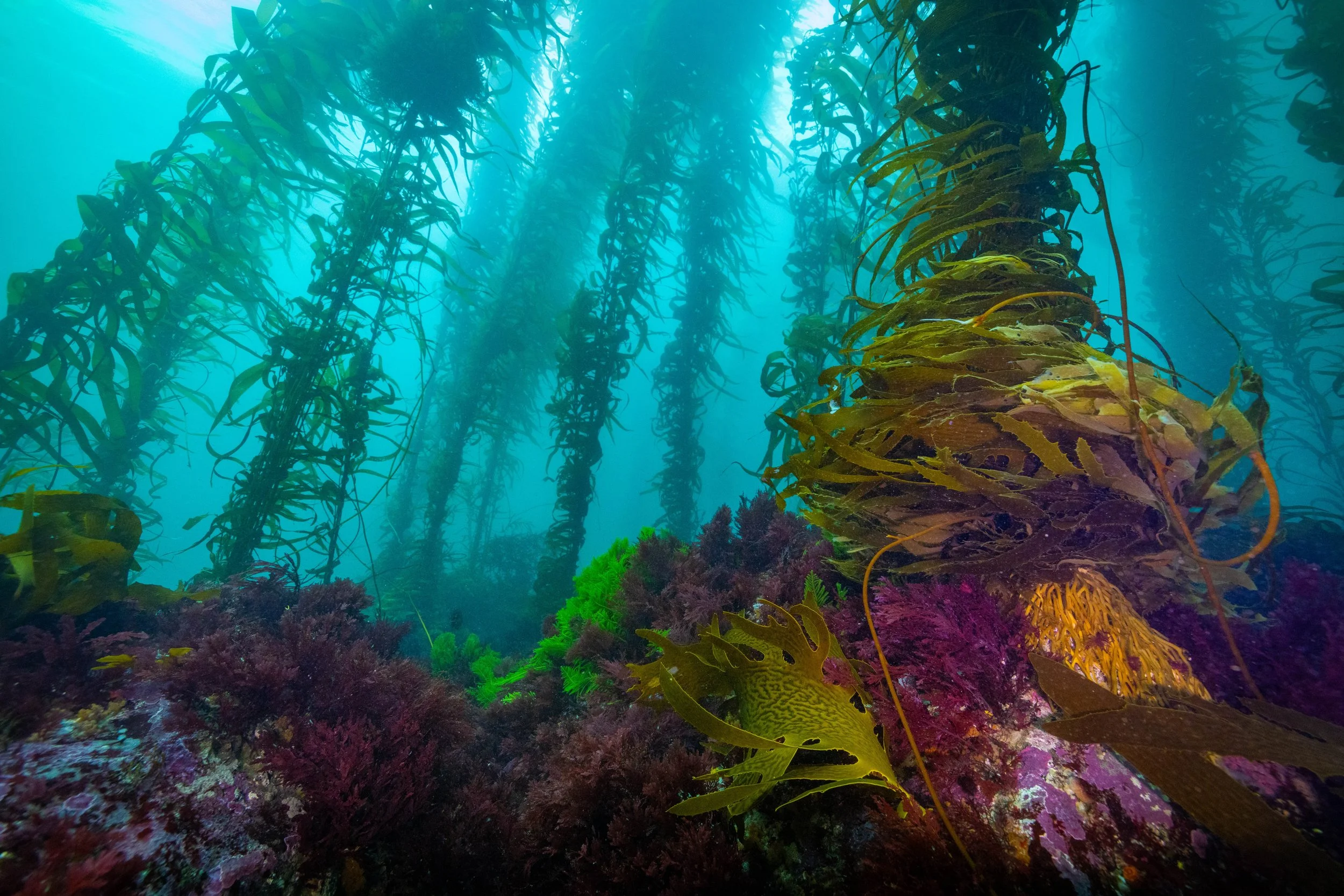 Giant Kelp portrait_GSRF.jpg