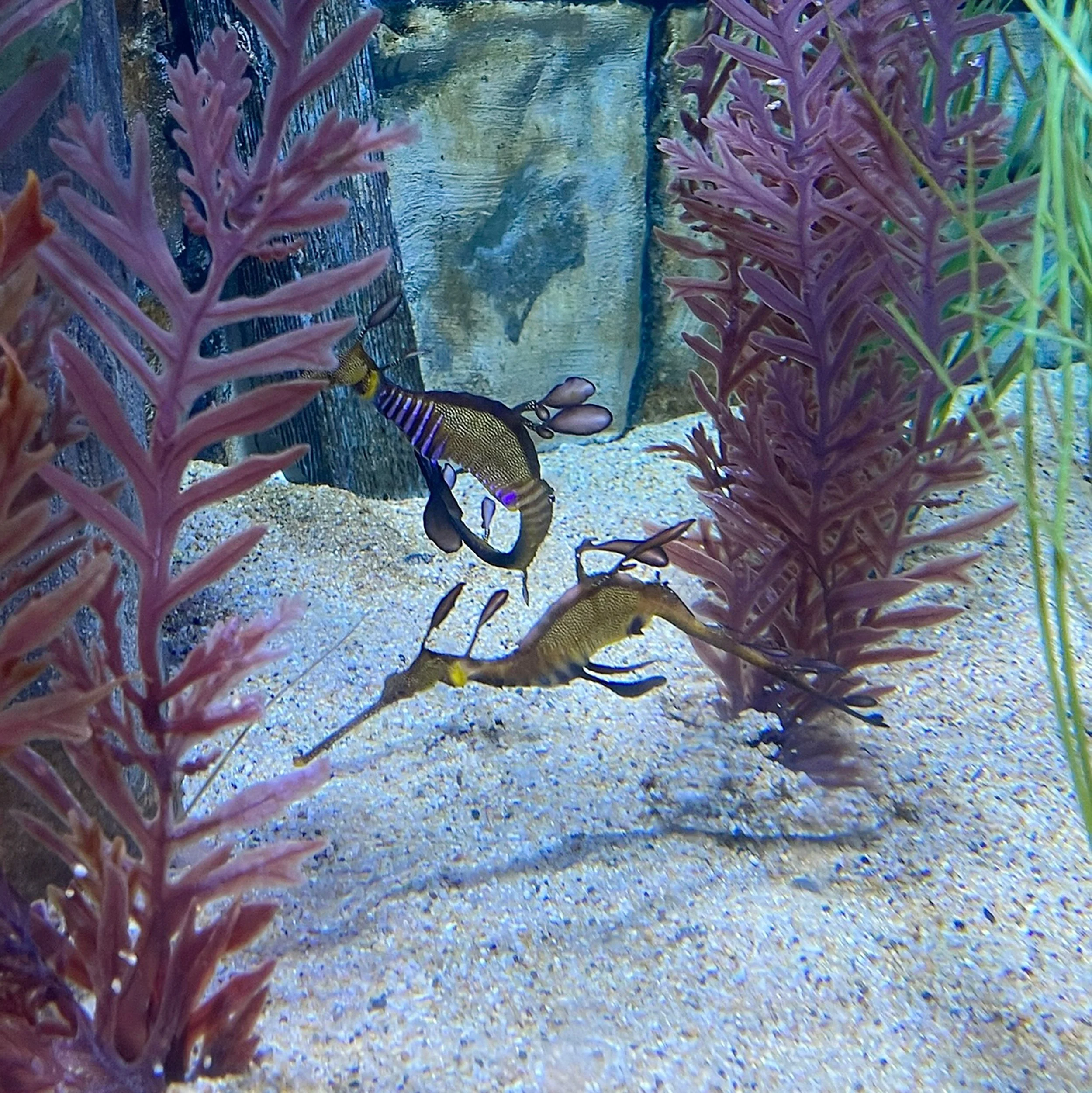 SDC Seadragon Pair Image A.jpg