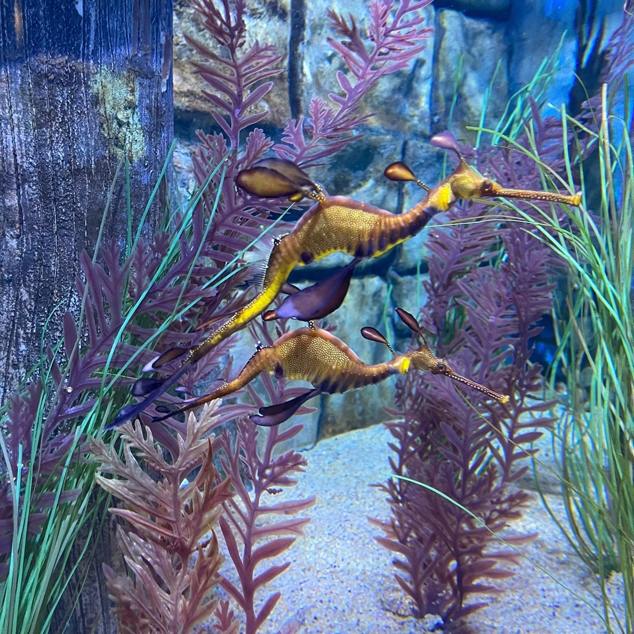 SDC Seadragon Pair Image B.jpg