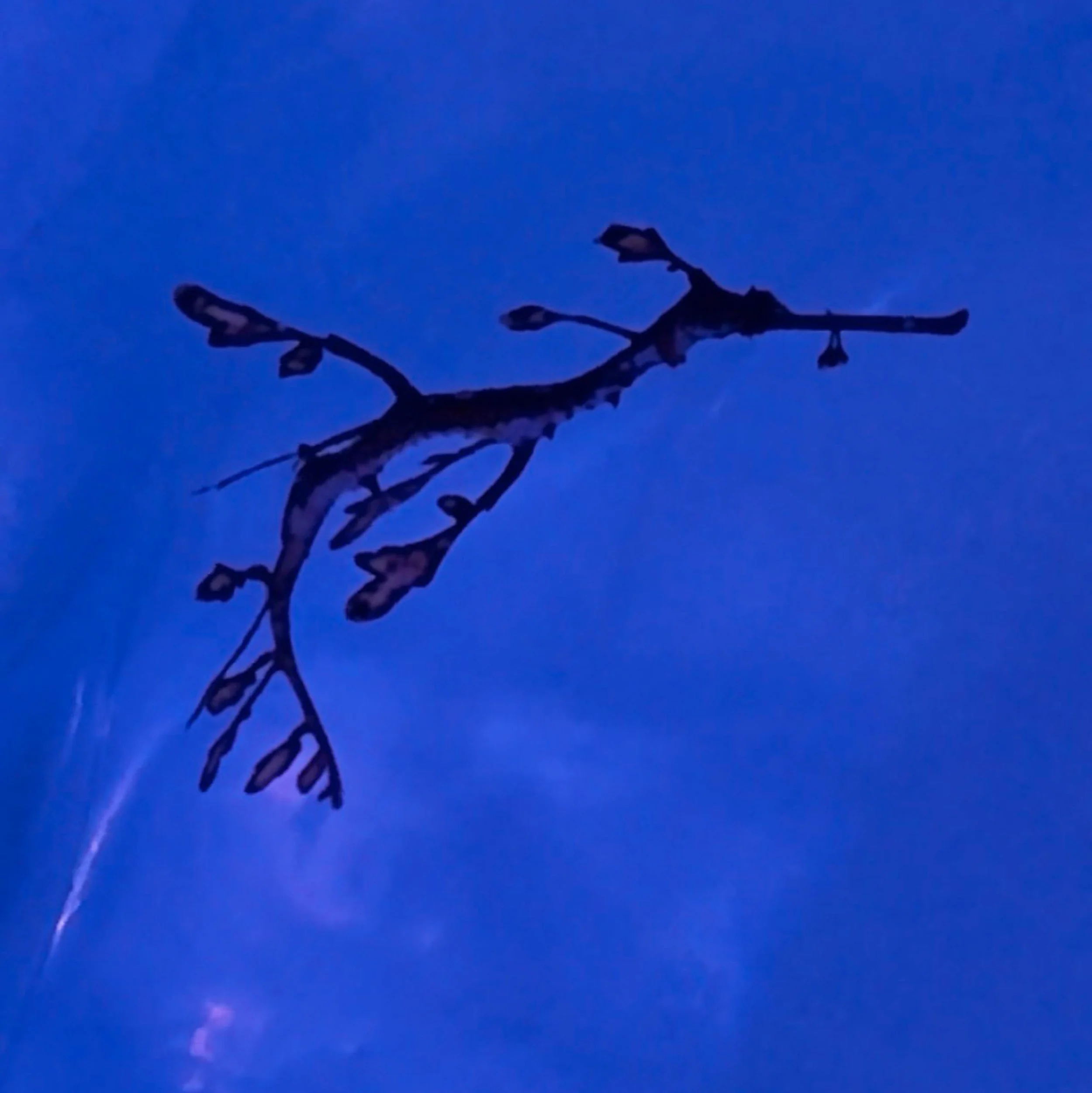 SDC Seadragon Upclose In Lab.jpg
