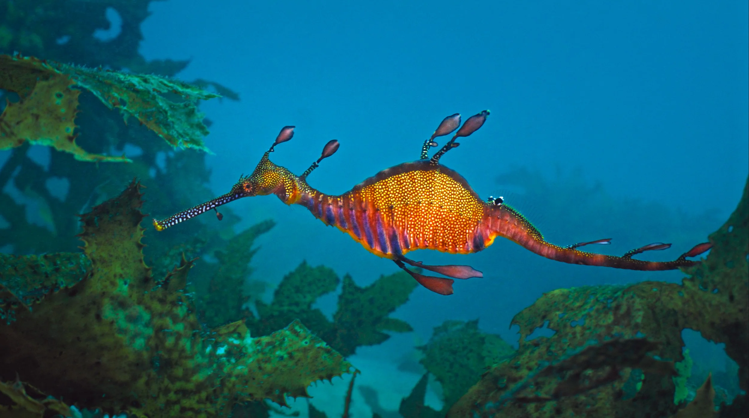 SDC Weedy Seadragon Still From Film Image A.jpg