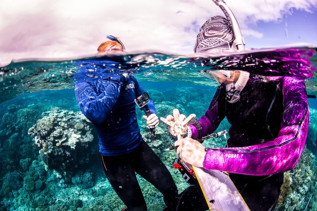 Extensive research and development on the Great Barrier Reef has delivered a toolkit of restoration solutions. Image credit: Matt Curnock, CSIRO.