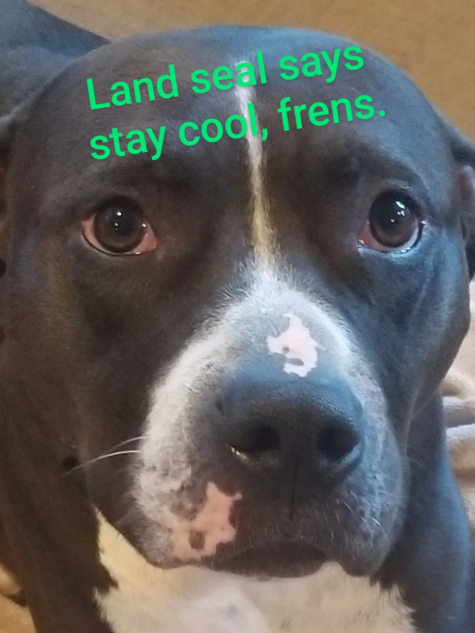 Dog Heat Stroke Signs and How to Prevent It — Tamarah Wild Canine