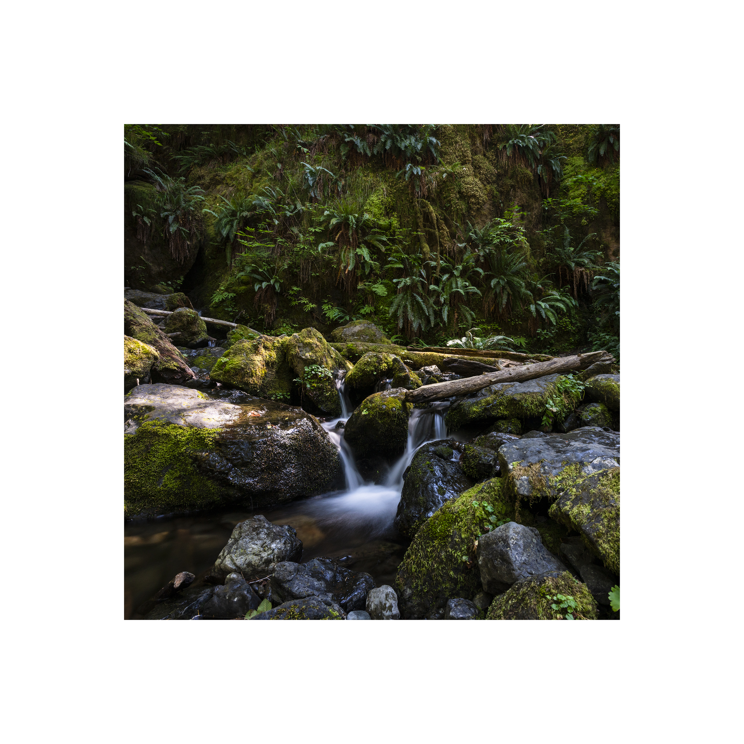 Quinault copy.png