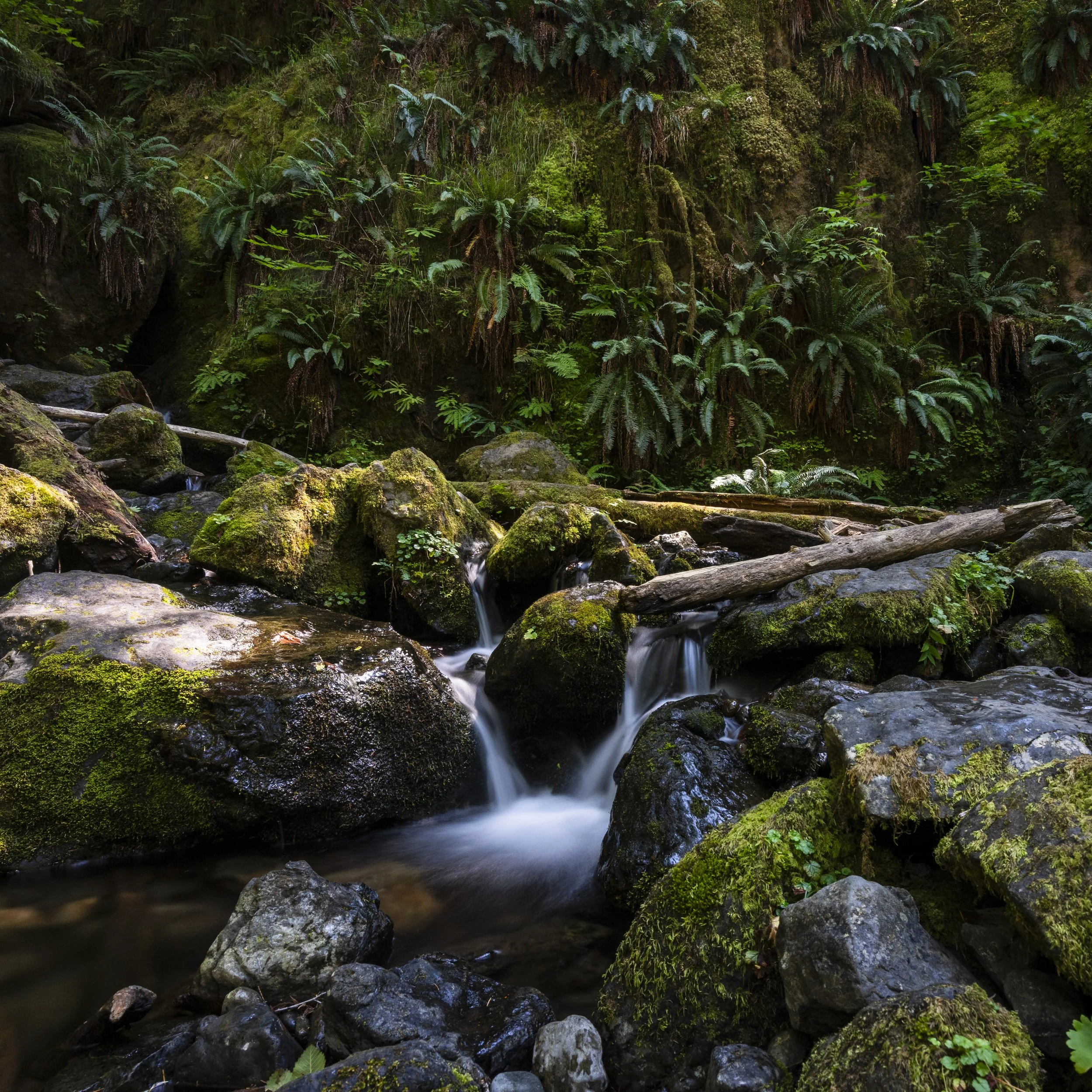 Waterfall near Quinault Lake, Washington