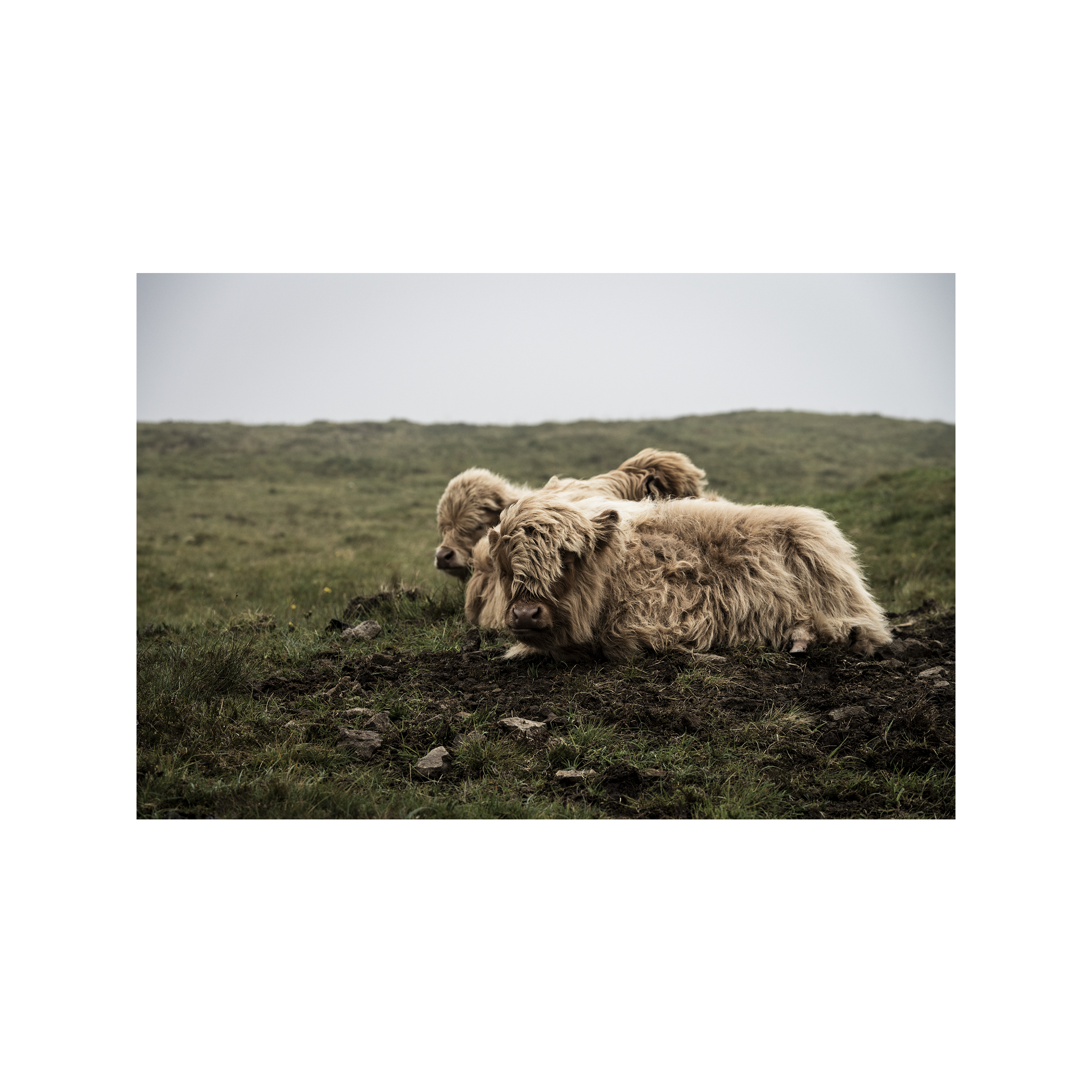 Miðvágur