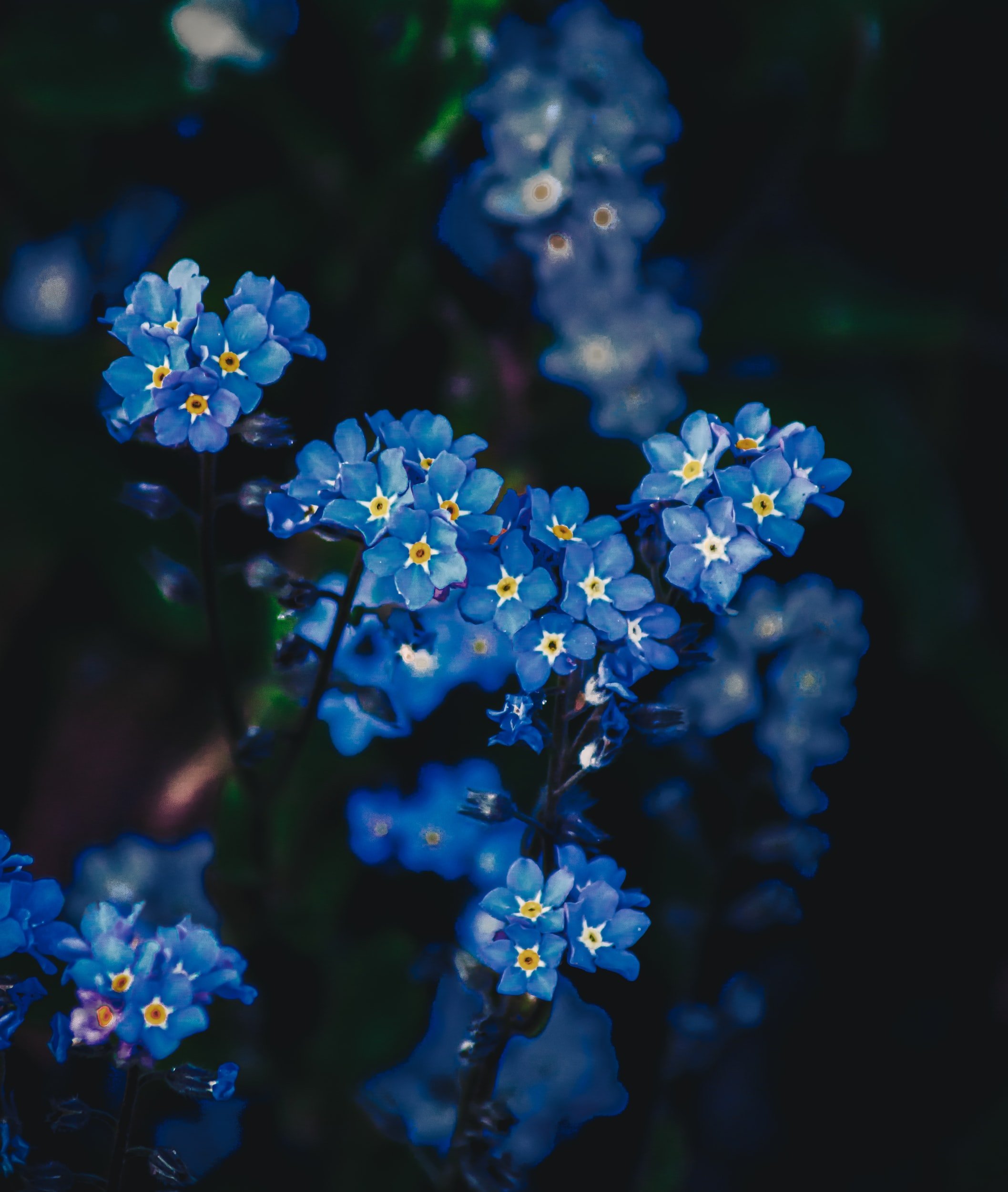 forget-me-nots