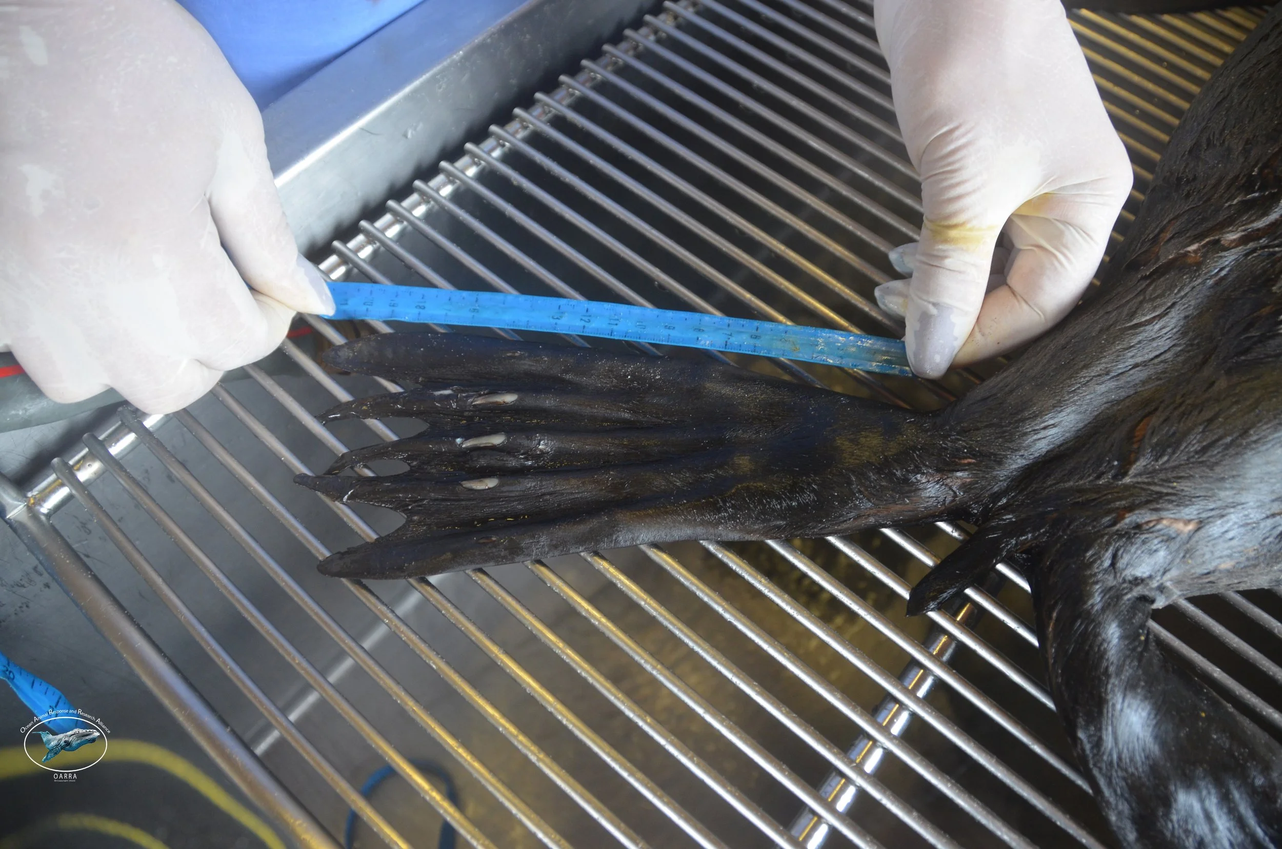 General 1 — Ocean Animal Response and Research Alliance