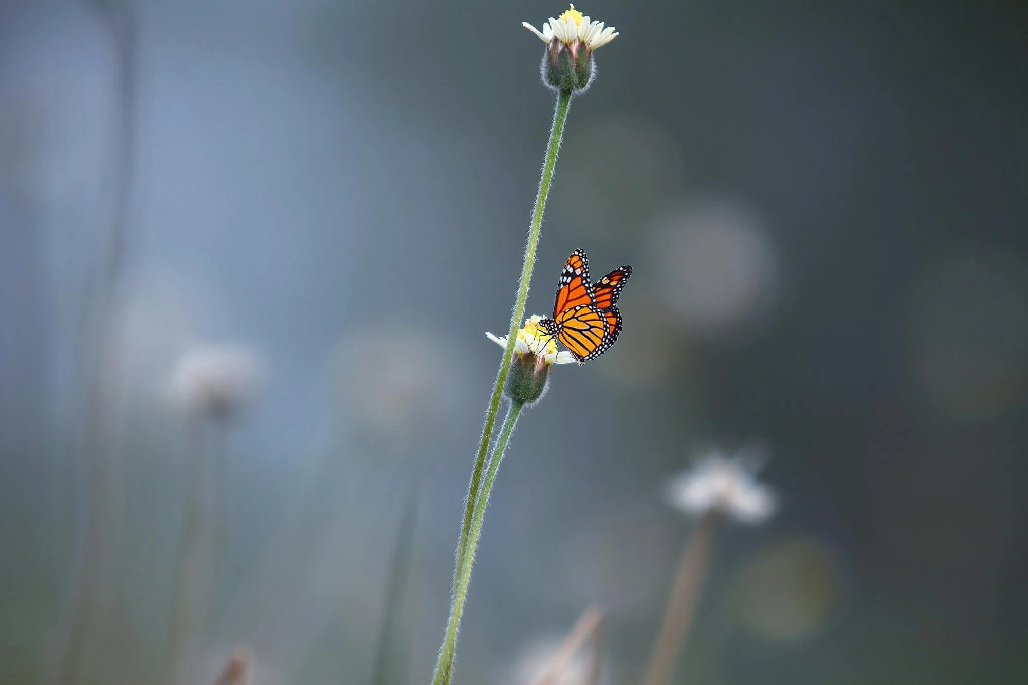 Monarch butterfly resting on daisy flower.