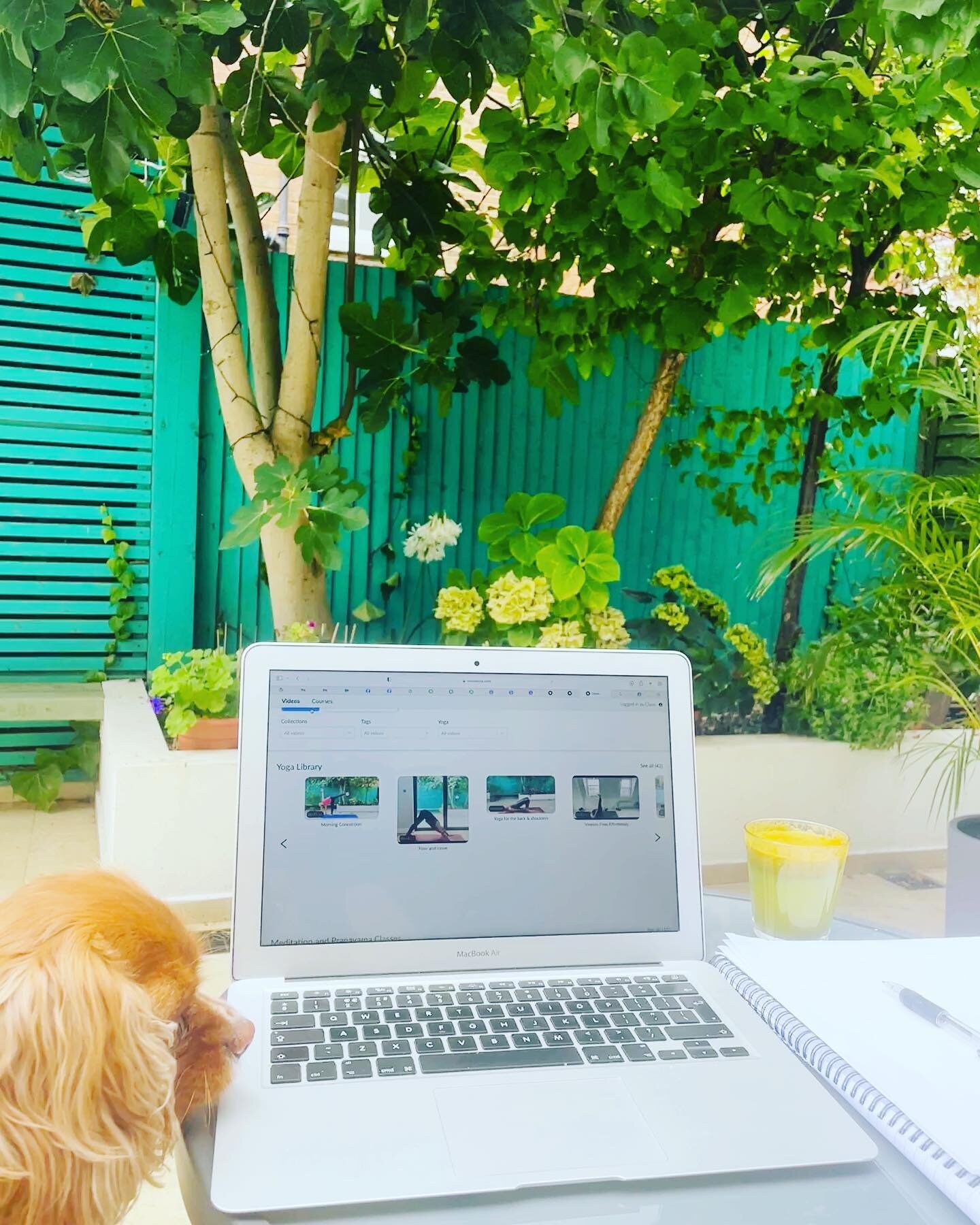 I&rsquo;ve been busy this morning filming some more classes for my On Demand Yoga Channel and now I&rsquo;m sat here in my garden (under the fig tree) downloading them onto the platform. I have my little assistant Suki here giving her nod of approval