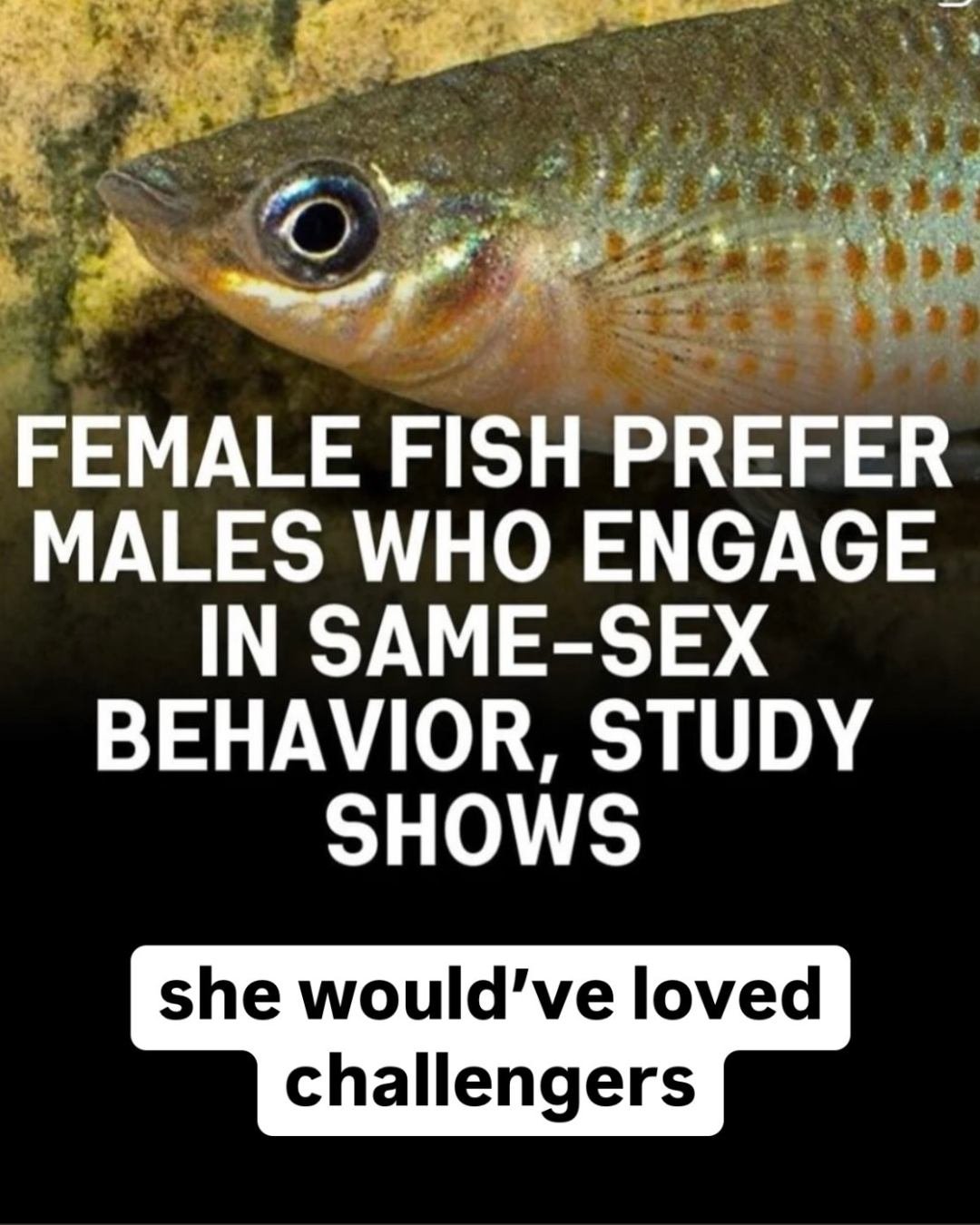 It's at times like this that I feel close to nature, turns out the Peocilia mexicana and I are the same!!

#challengers #bisexualfish