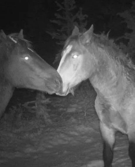 redownloading hinge because of trail cam horses #shitpostingfornature