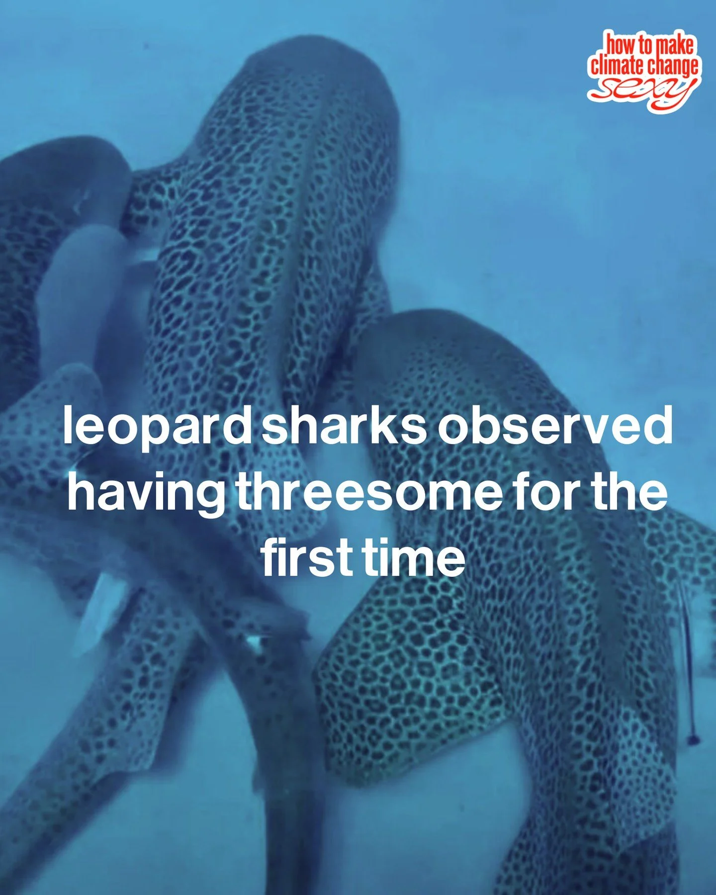 jealous of this diva for living out my MMF dreams but unsurprisingly the males failed to satisfy her and laid immobile afterwards...⁠
⁠
#sharkthreesomes #shitposting for nature