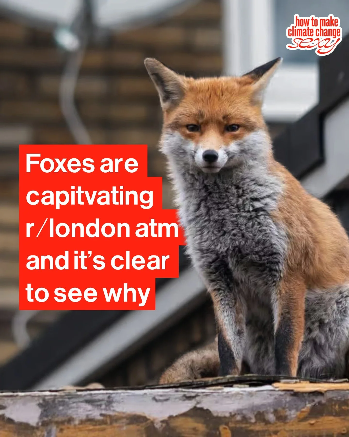 Foxes are my faaaaavourite, I always say you know its good night when you see a fox scurrying about. Like you've been out till late and on the walk home one of these cheeky bois goes past and it's like London is winking at u and saying good job for h