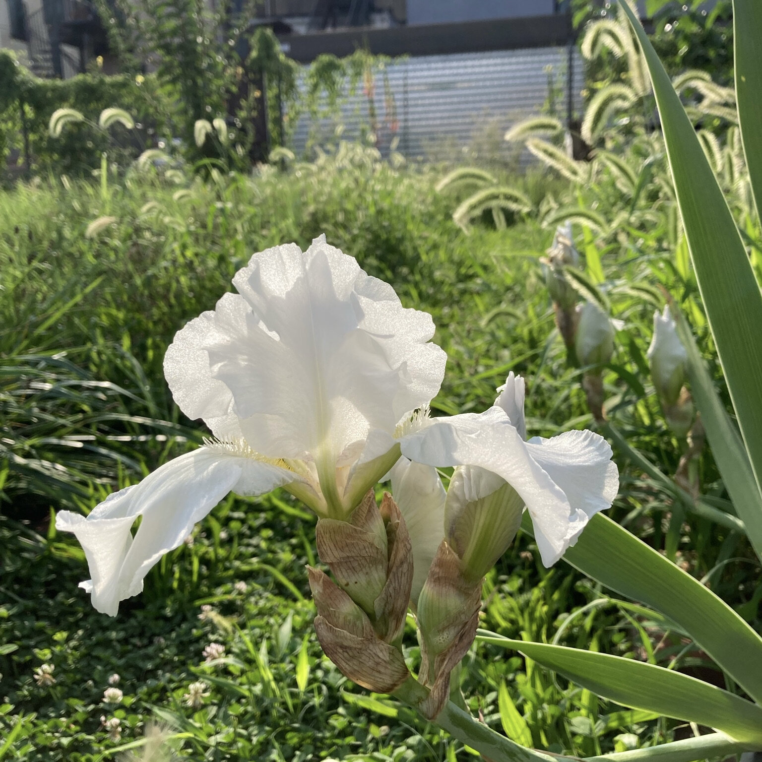 How to See a Plant: Flowers