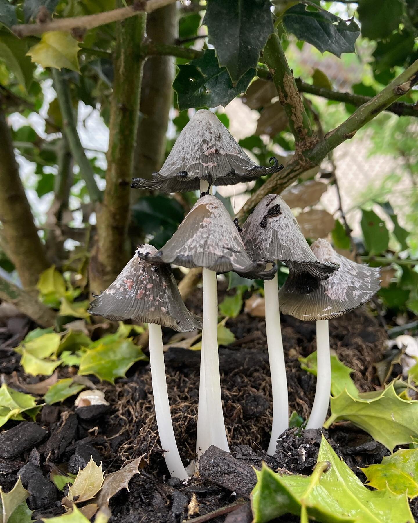 If you come to the garden after a rain you'll see lil mushrooms popping up all over the place