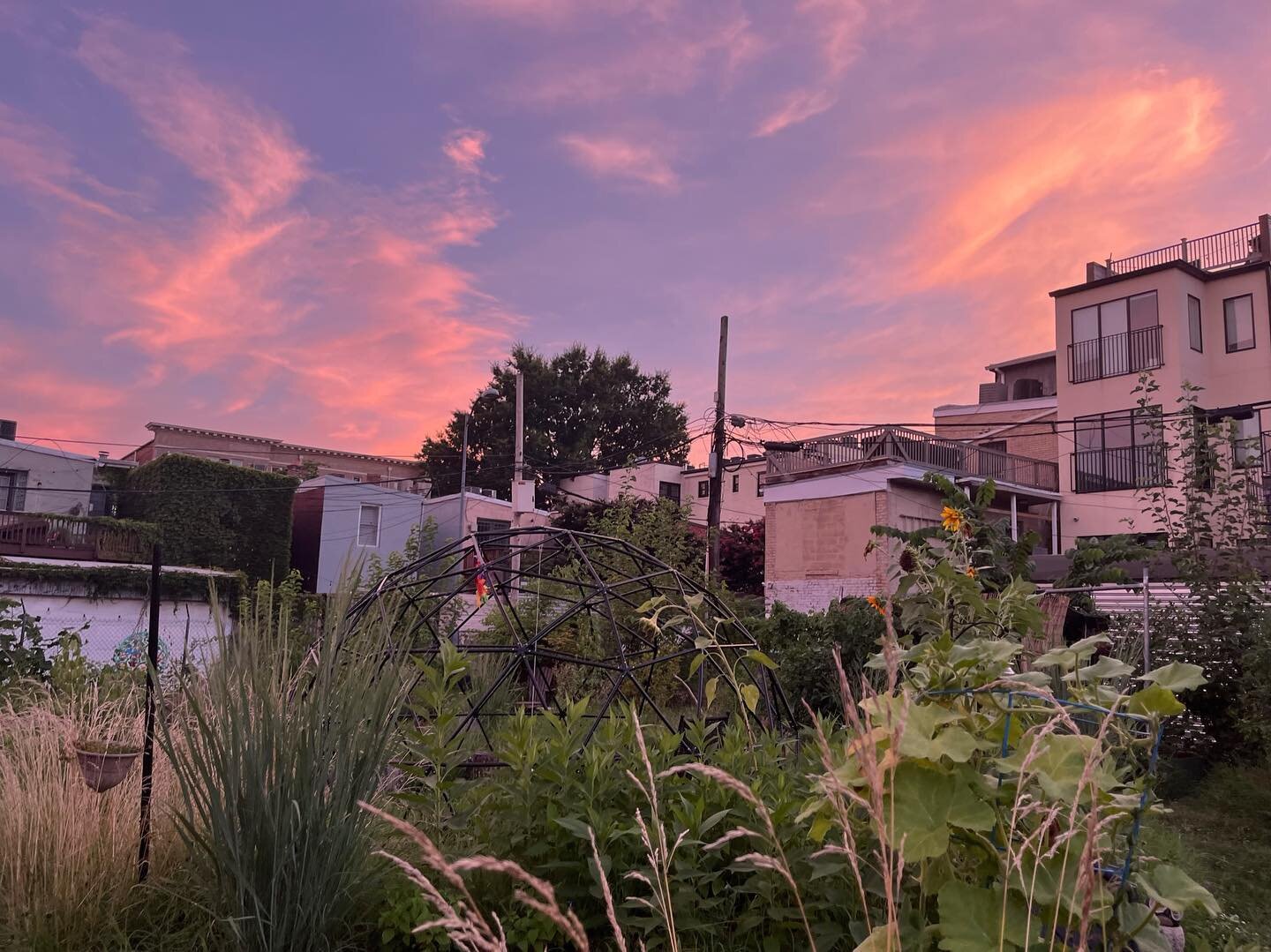 A watercolor sunset over story circle, captured by Danielle (@danielletphoto). She's a friend of the garden and a photojournalism student at GW who's been documenting the Temp Garden project for over a year now! Josh always says the space should be a