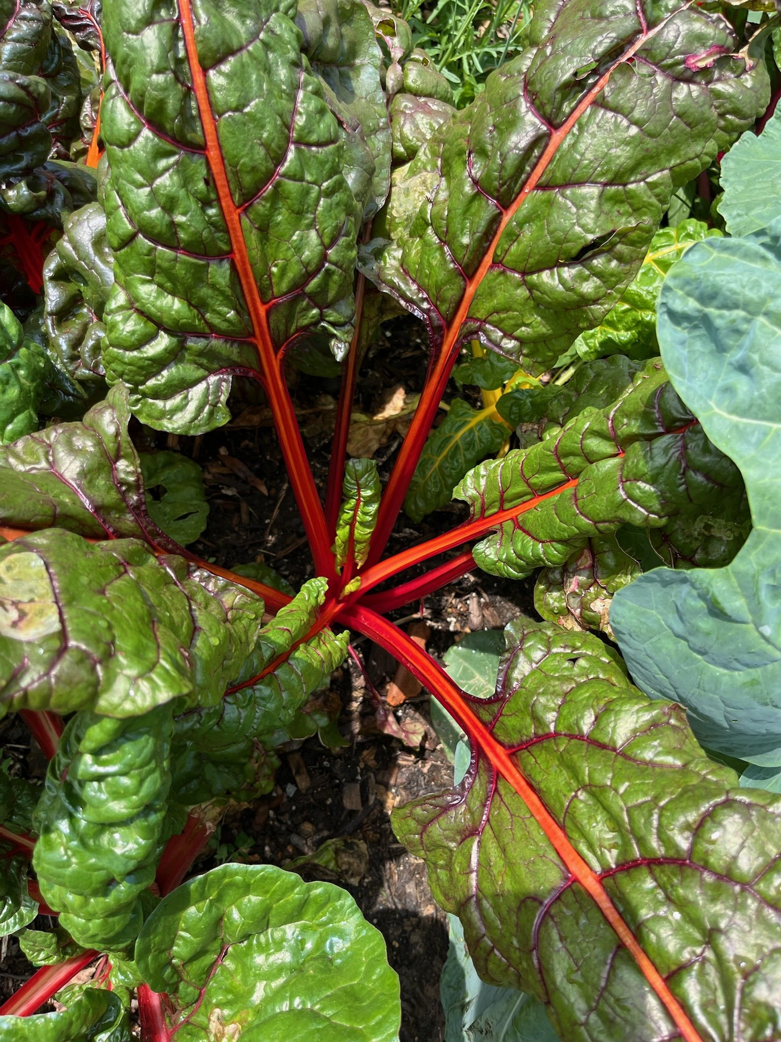 Garden Volunteer Hours